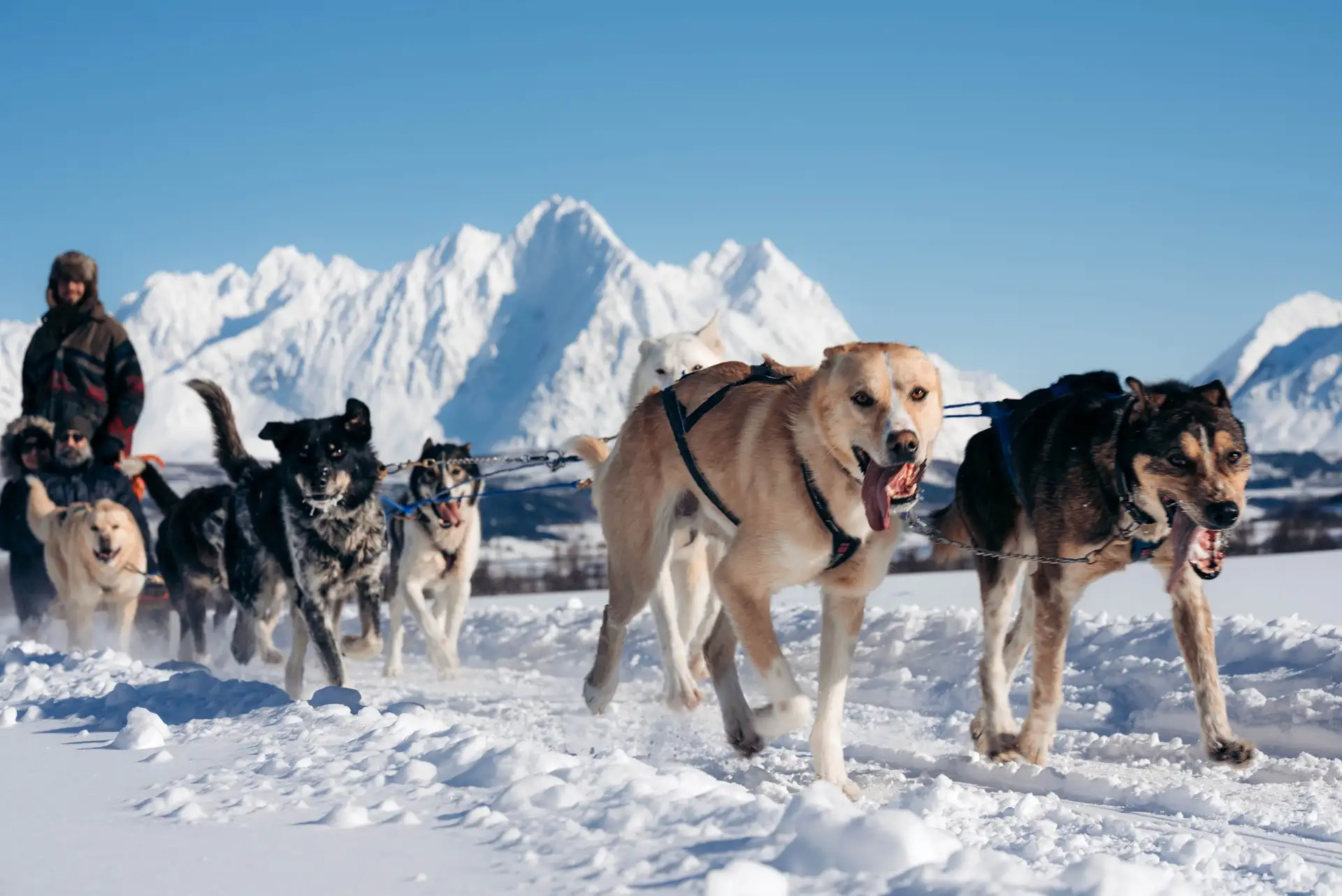 dogs-dogsledding-persson-snow-fjords