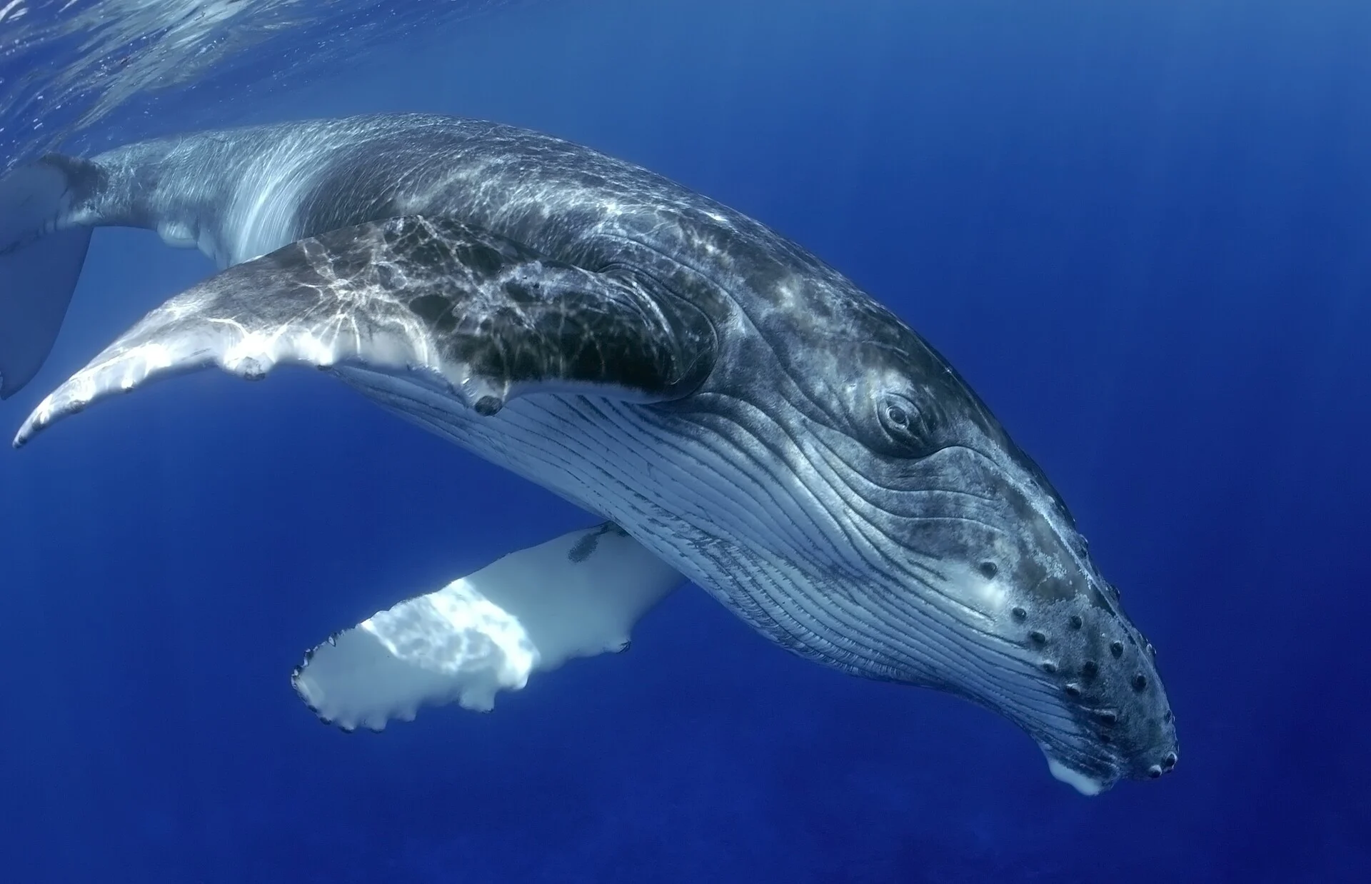 humpback whale HGR 161637 Shutterstock