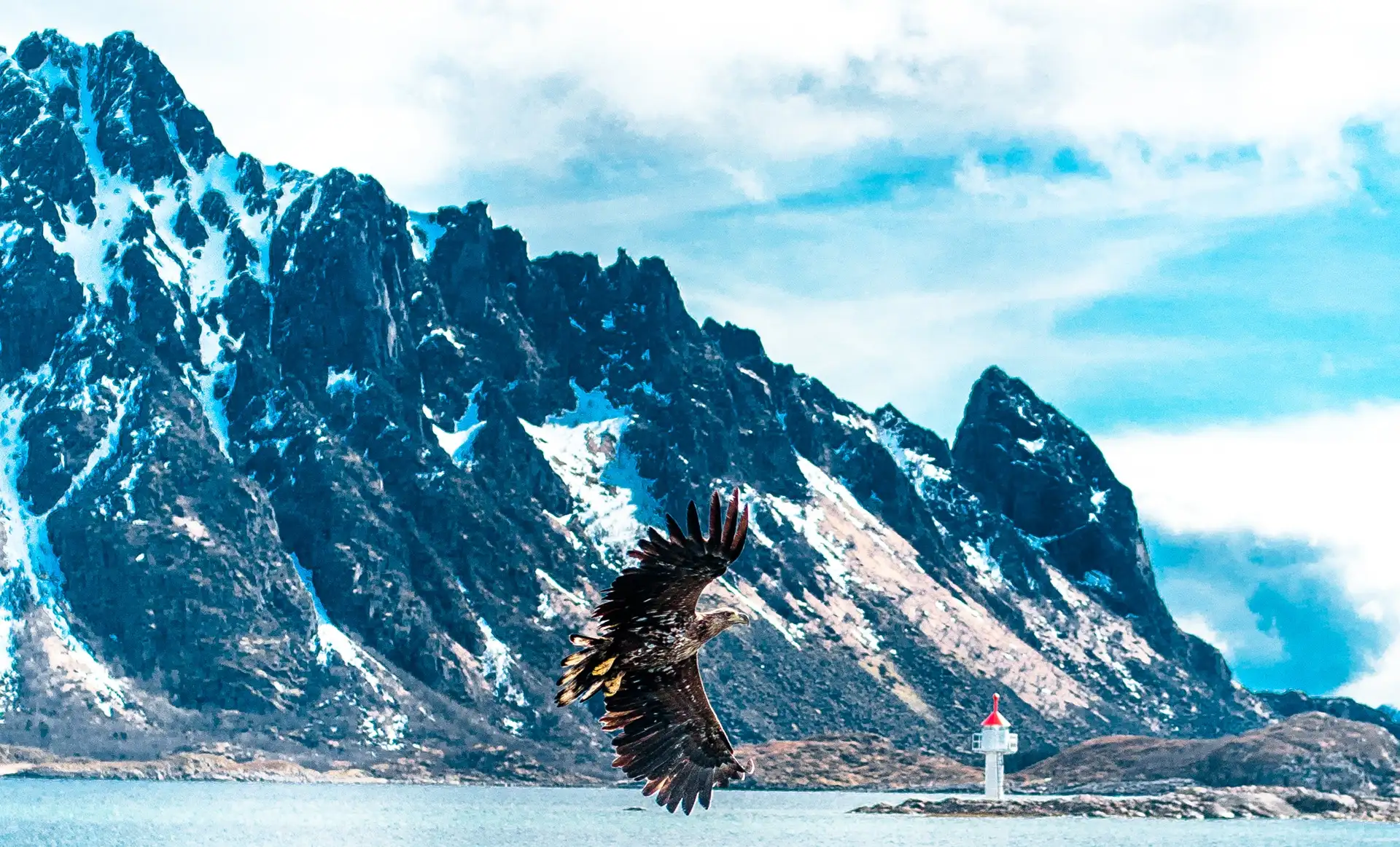 sea-eagle-flight-lighthouse-snow-fjord