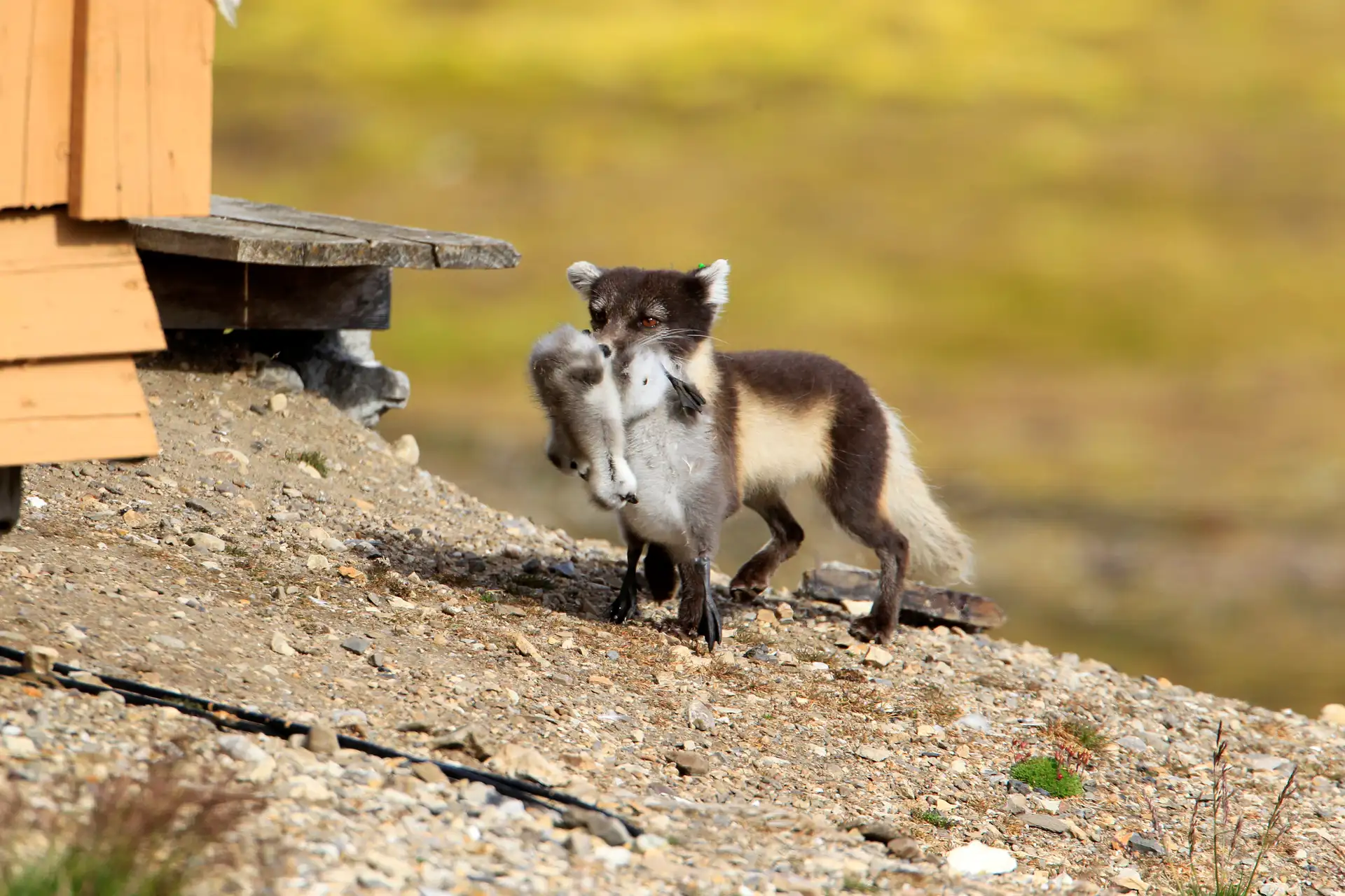 An Arctic fox in dark summer coat carrying prey across rocky tundra ground near a wooden structure in Svalbard, Norway