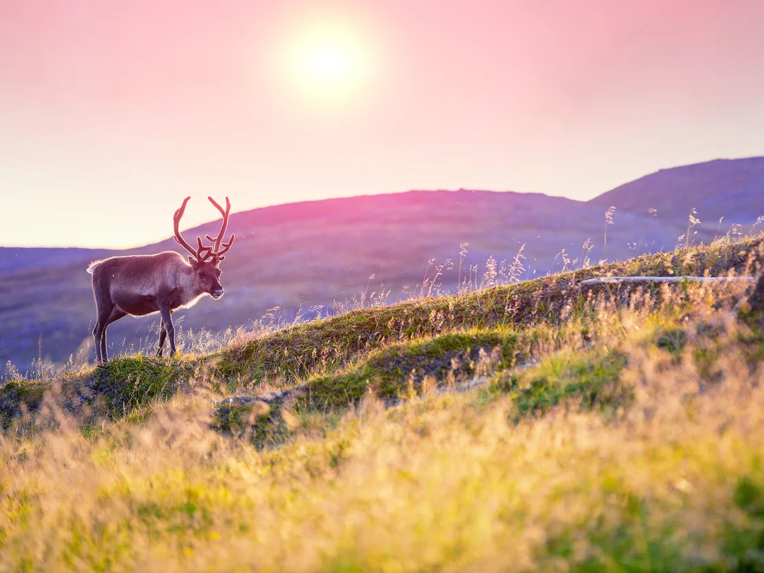 Wildlife Svalbard HGR 156622 Photo Shutterstock web