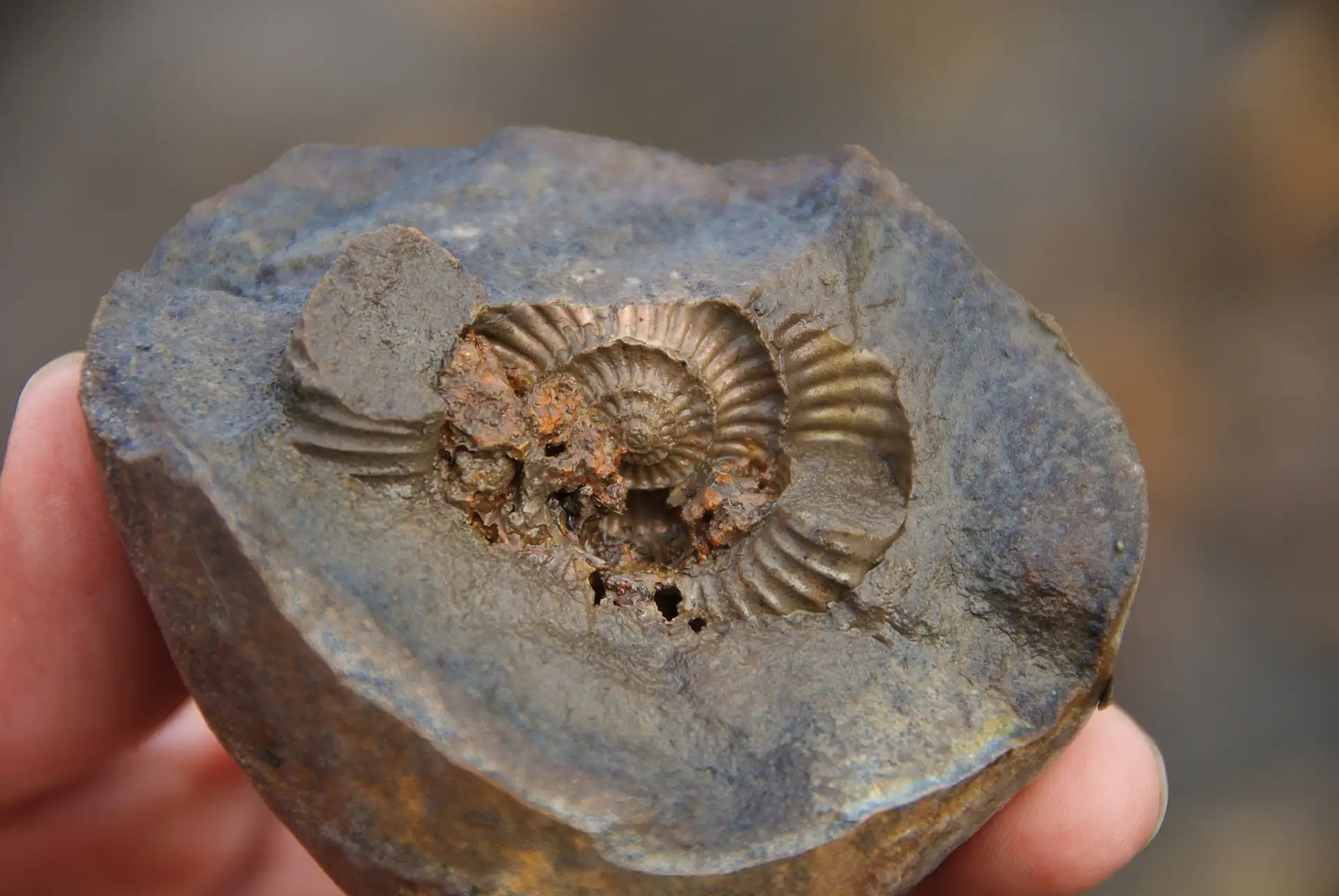 knerten-felt-fossil-ammonite-konkresjon-perlemor-hgs-06432