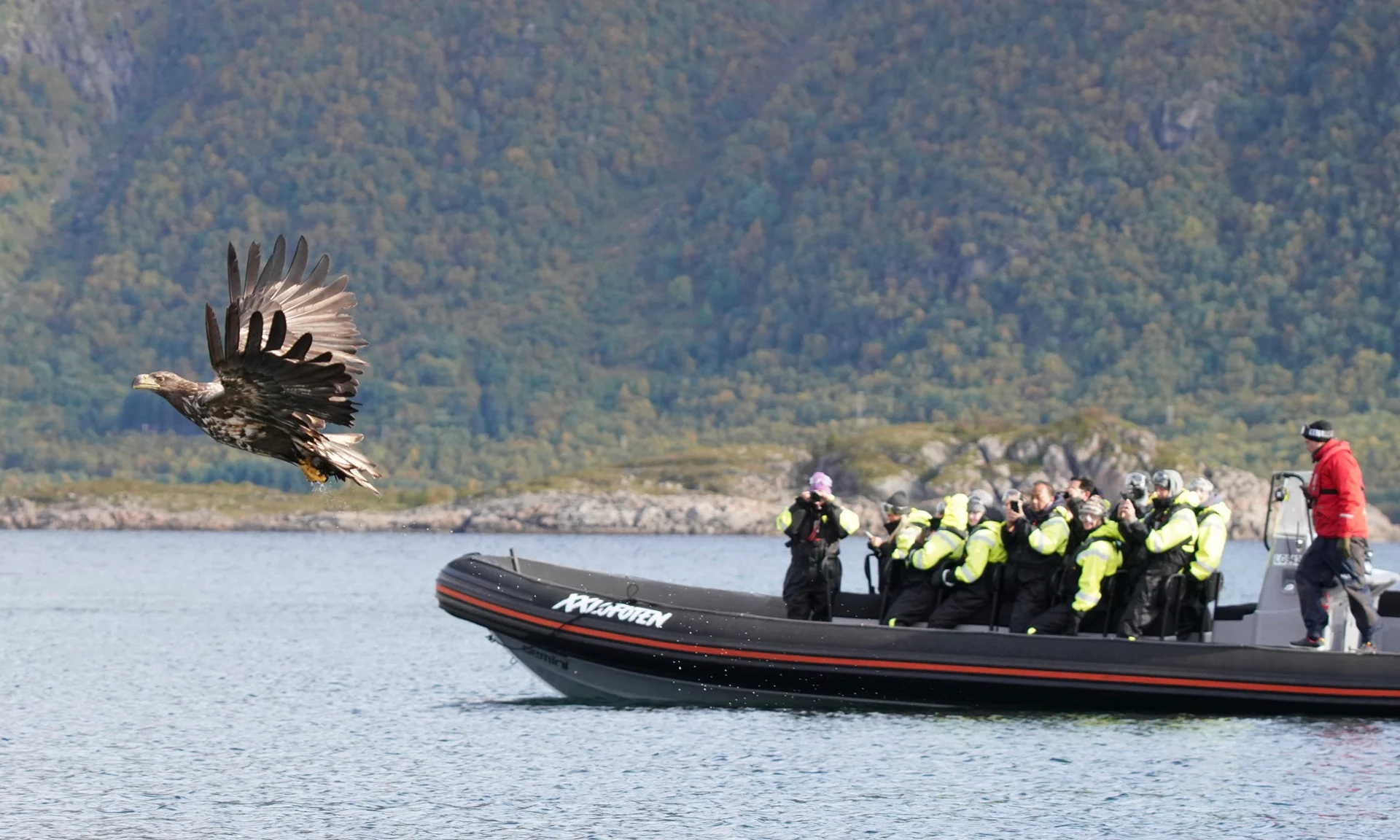sea-eagle-rib-boat-people-camera-fjords
