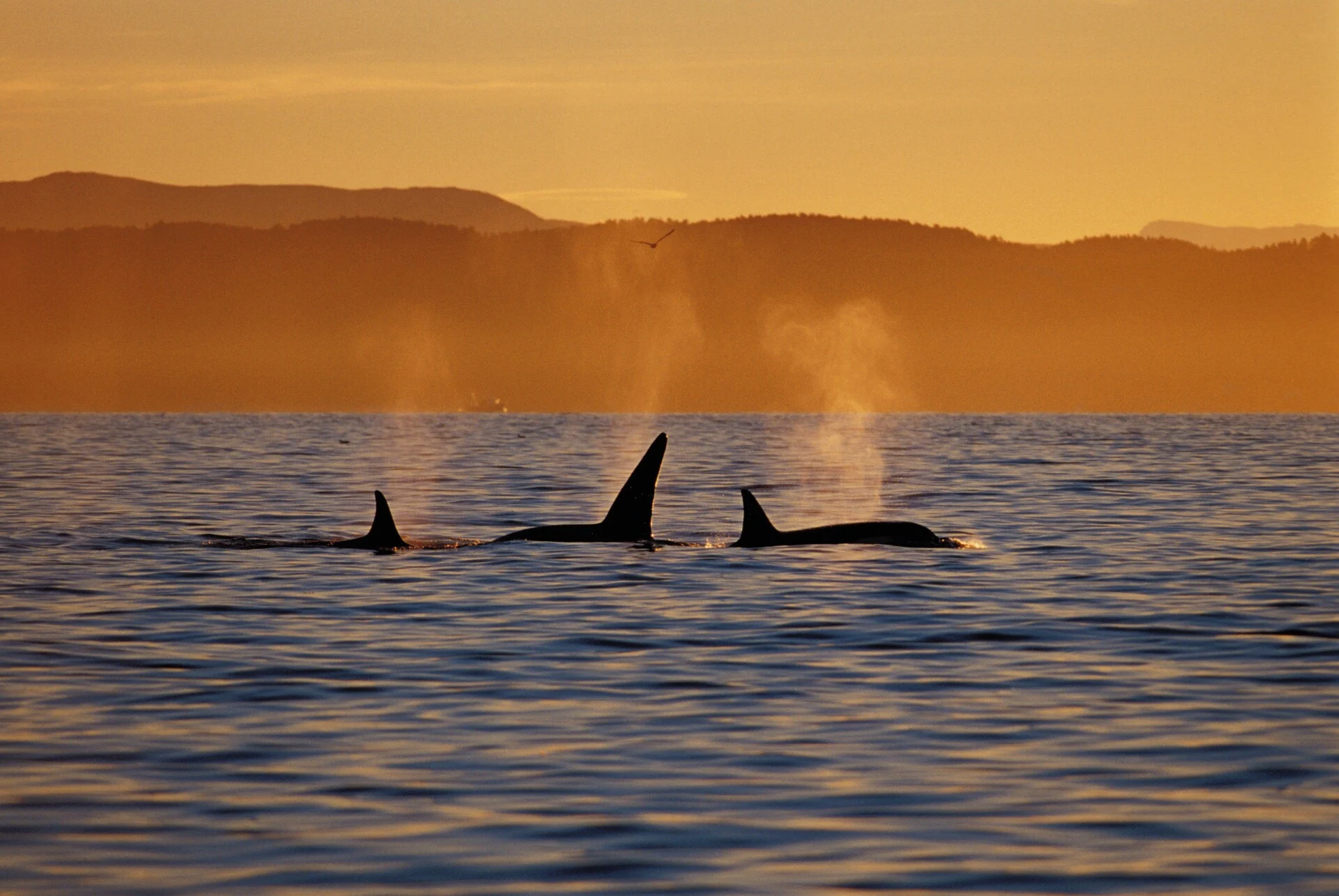 Killer whales (orcas) in the waters around the Lofoten Islands in Norway