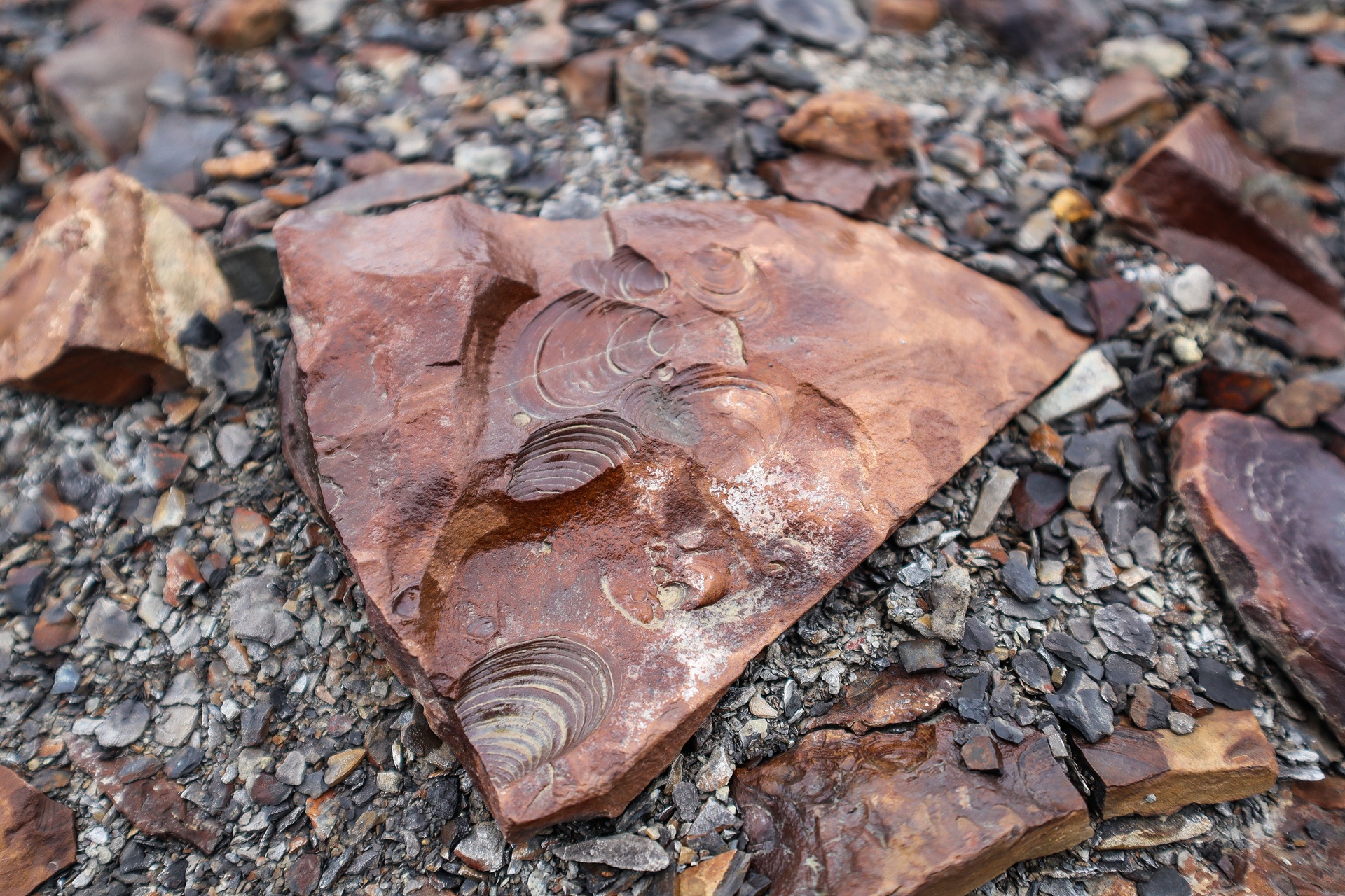 seashell-fossil-deltaneset-hgr-163071-emilie-gerber-meier