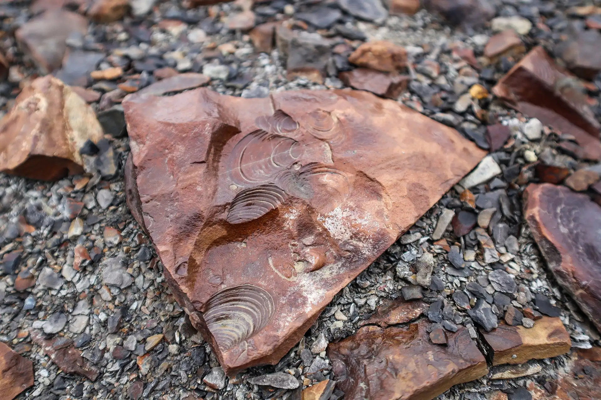 seashell-fossil-deltaneset-hgr-163071-emilie-gerber-meier