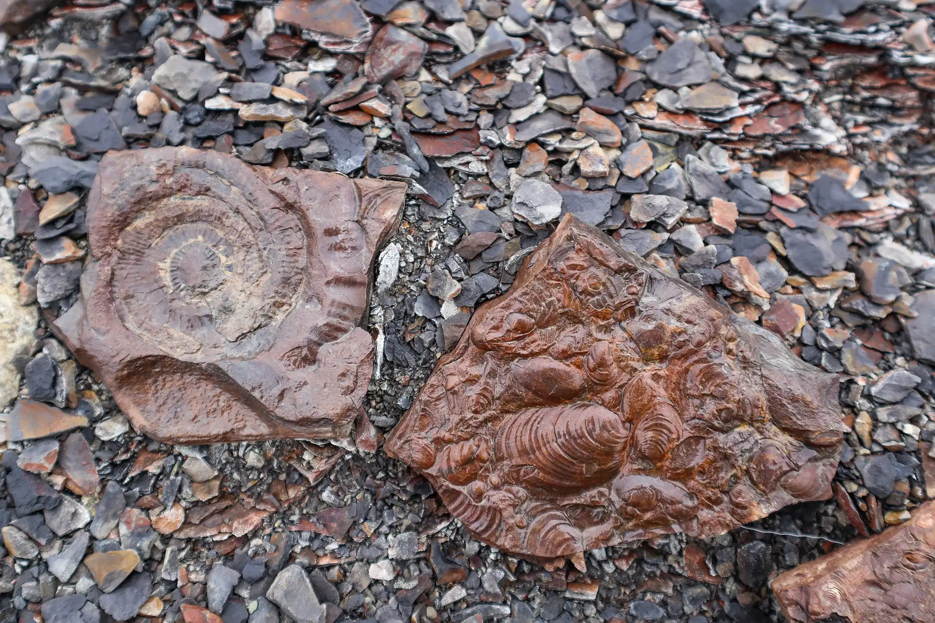 brown-fossils-deltaneset-HGR-163066-emilie-gerber-meier