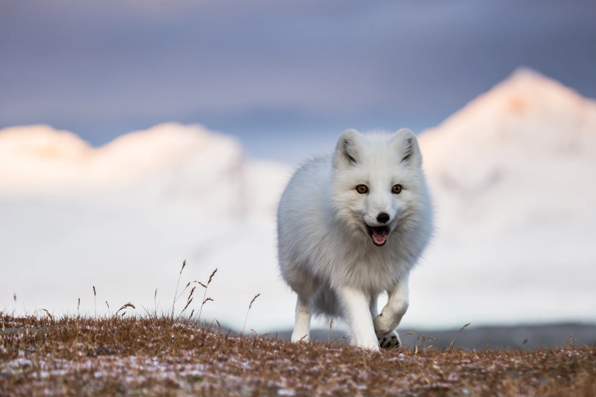 An Arctic fox walking across the tundra in Svalbard