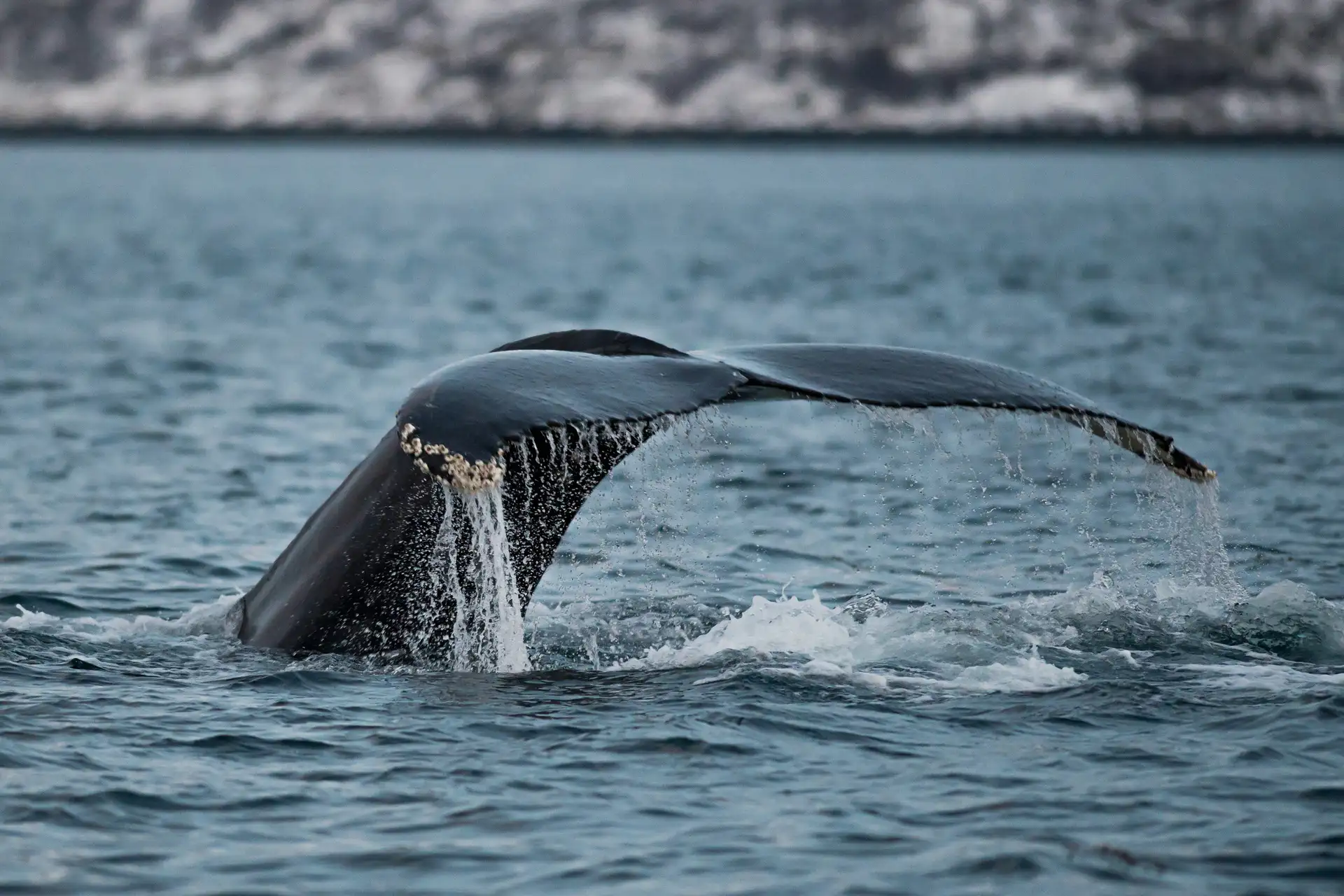 Whale Tail Coming out of Water
