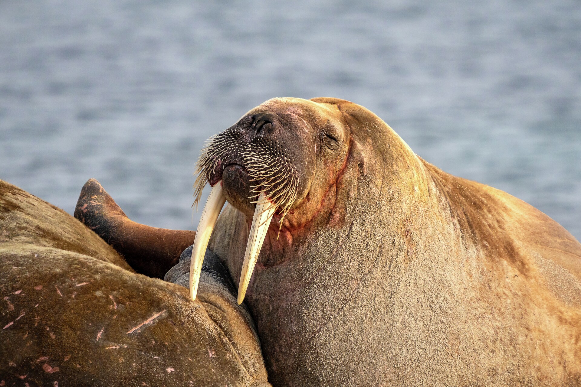 Svalbard Travel Guide | Everything You Need To Know About Svalbard ...