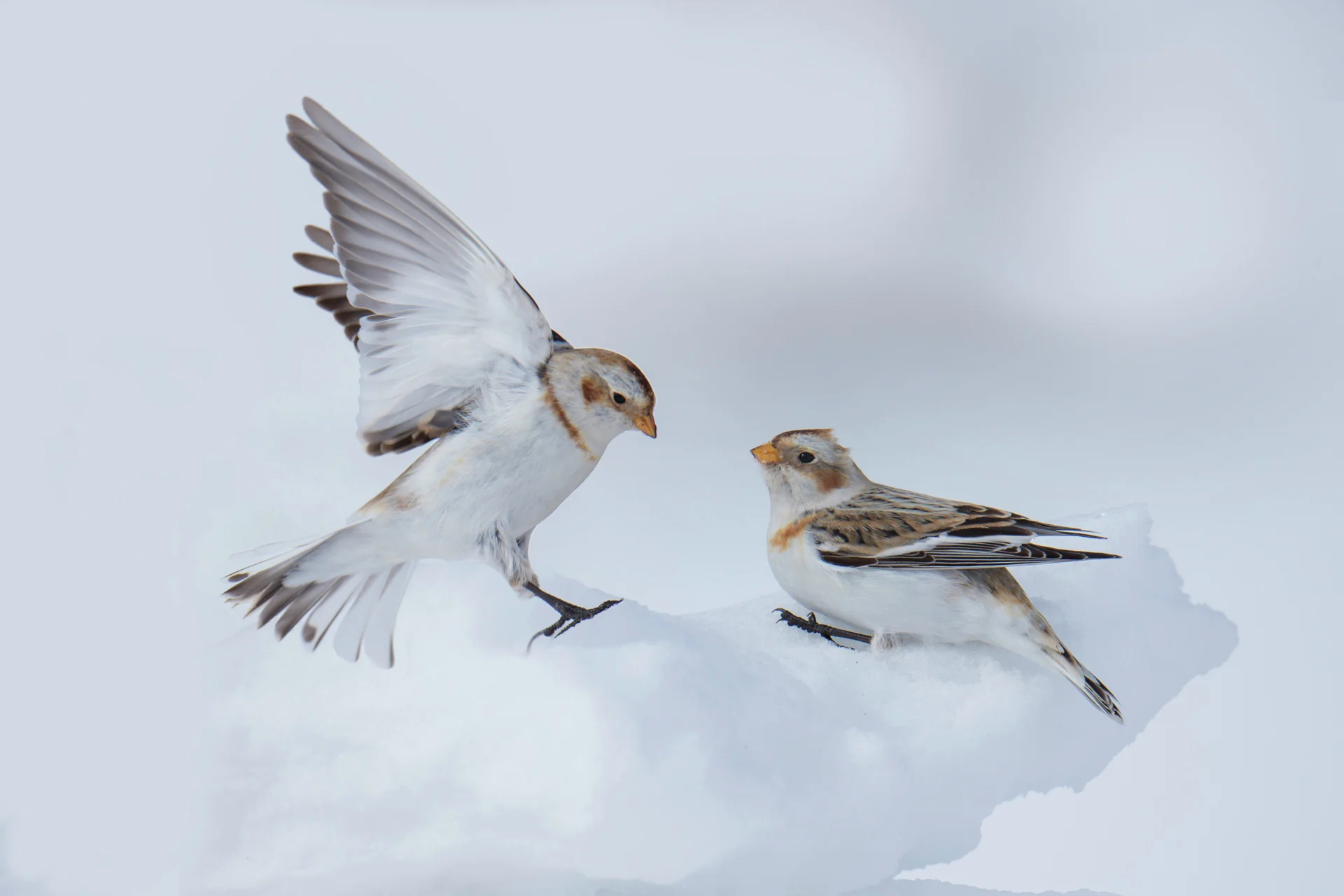 Snow Bunting HGR 148889 Getty Images