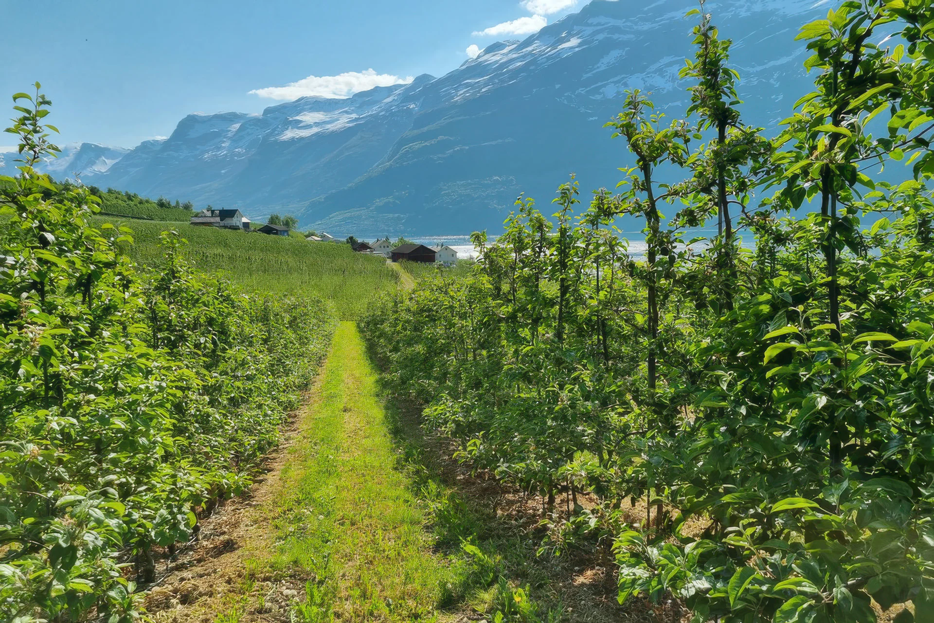 apple-trees-by-ewa-serwicka 55156566185 1920x1280 3x2