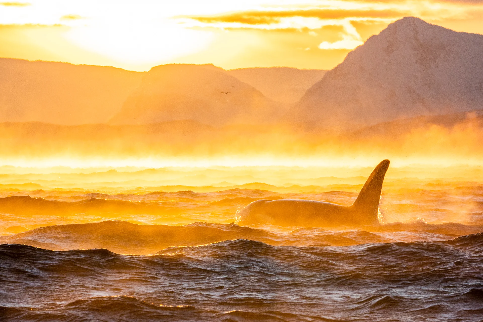 Orca-in-Skjervøy Ismaele-Tortella-Visit-Norway 3x2