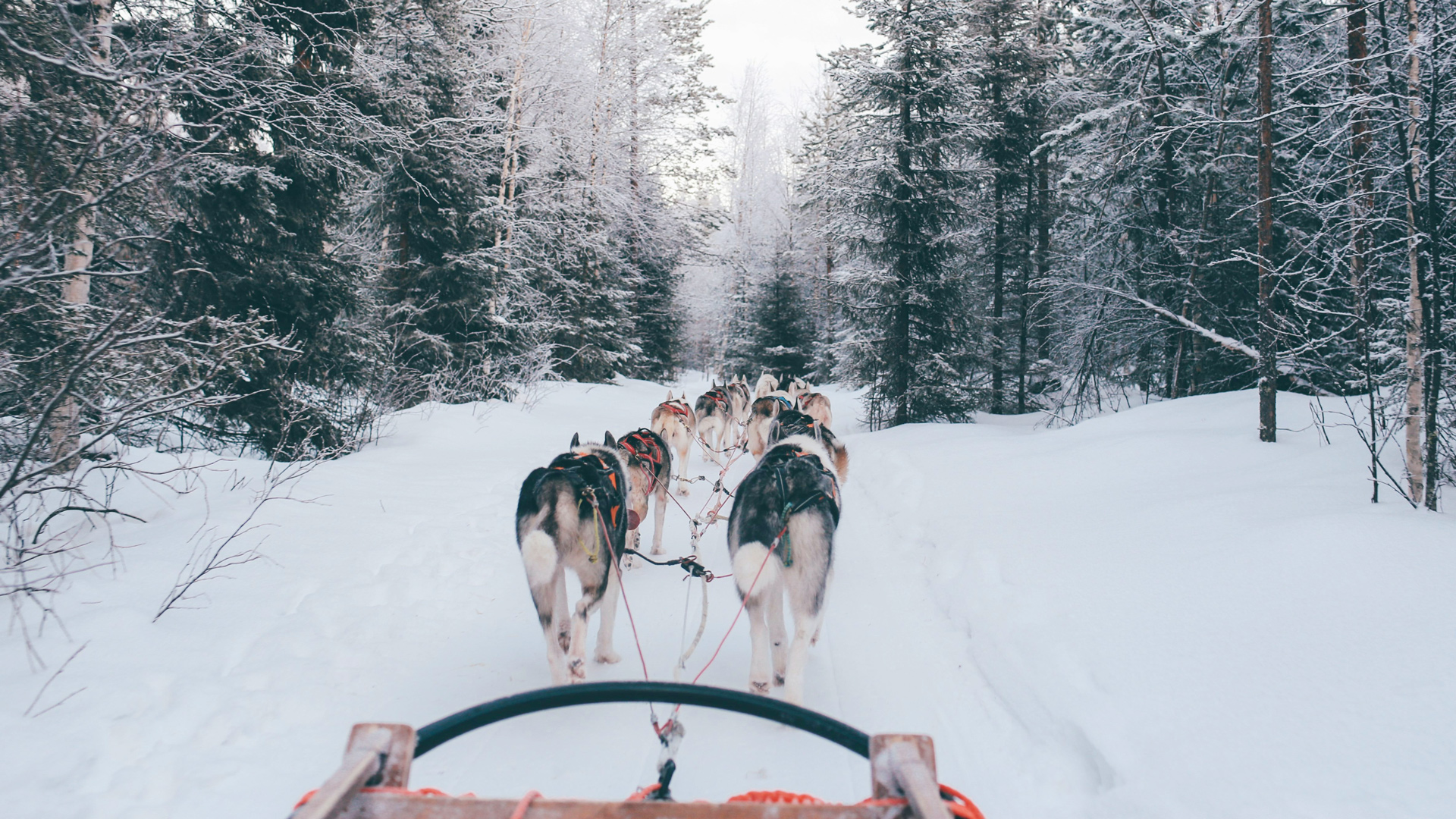 rovaniemi-husky-safari-finland-fox-jia