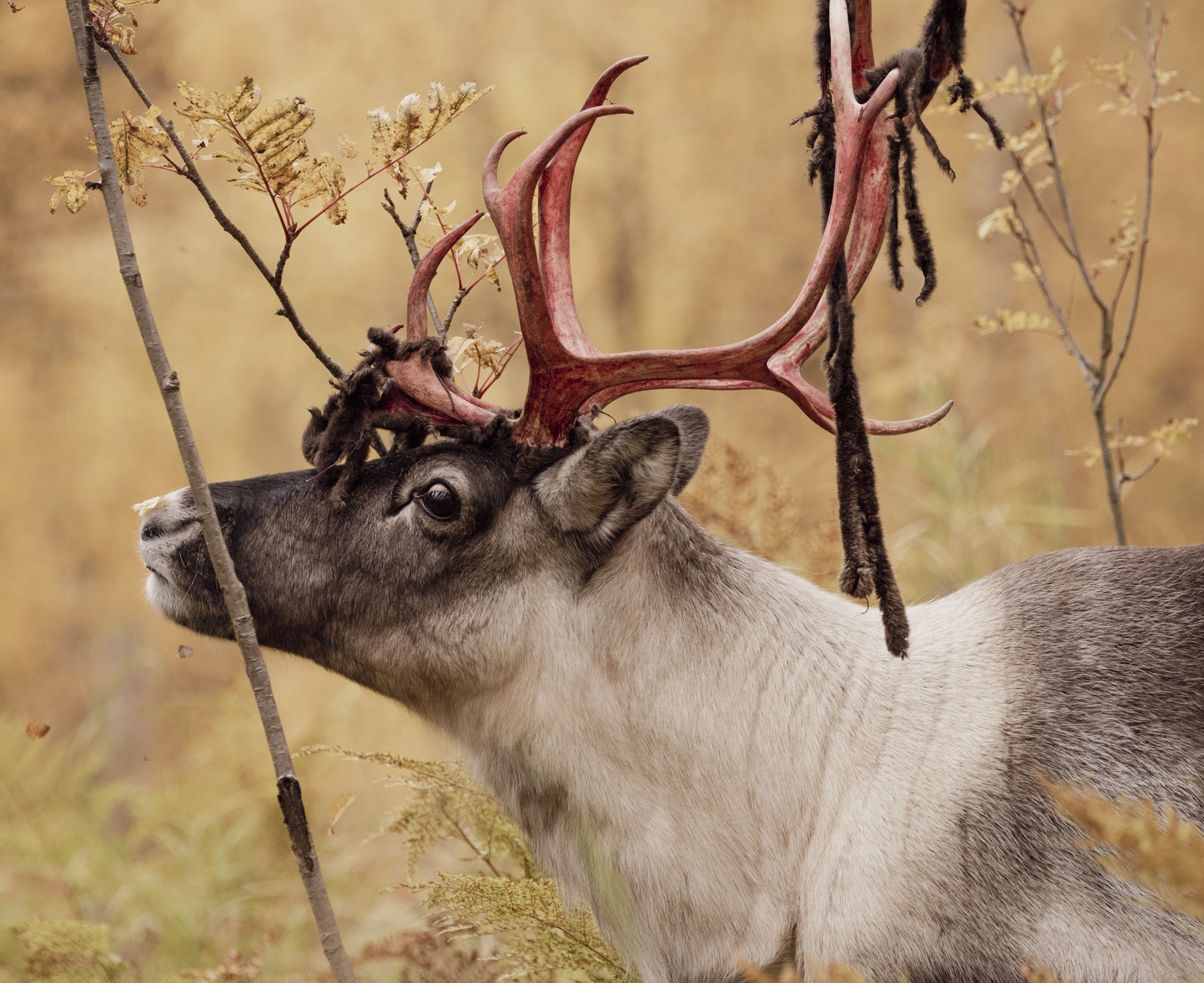 reindeer-velvet-shedding-polar-park