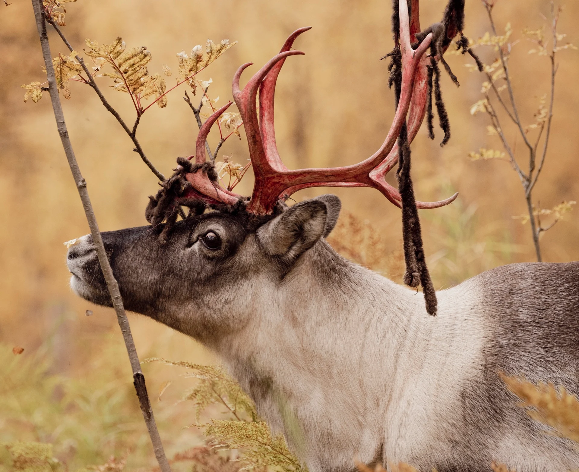 reindeer-velvet-shedding-polar-park