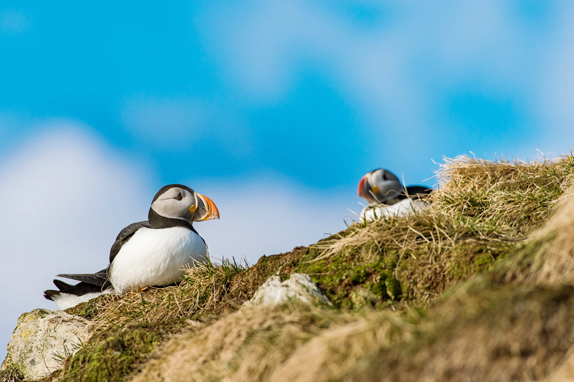 Hornoya-puffins-Norway 3x2