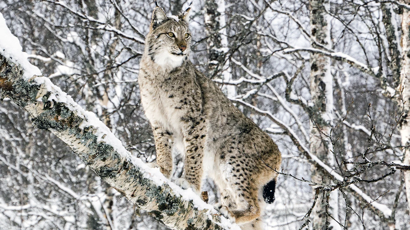 Wonders of Wildlife at Polar Park