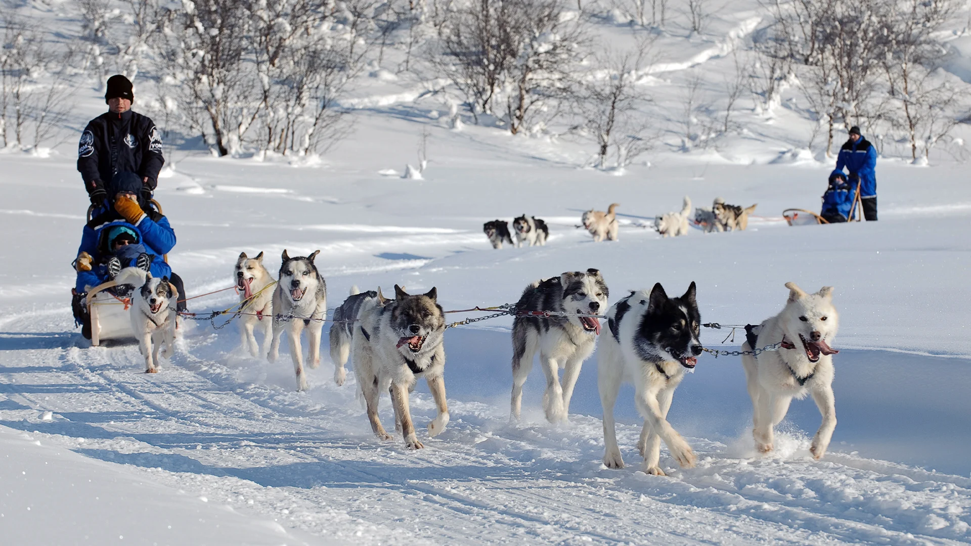 Dog sledding with Huskies