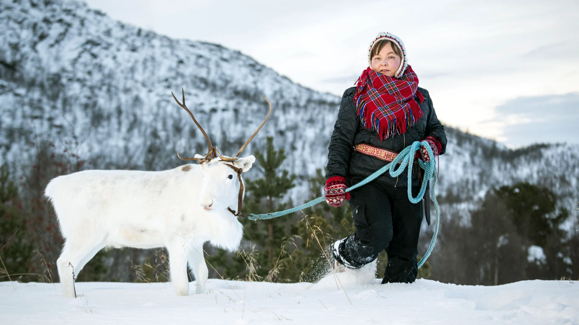 Husky Isogaisa Sami Narvik (1)