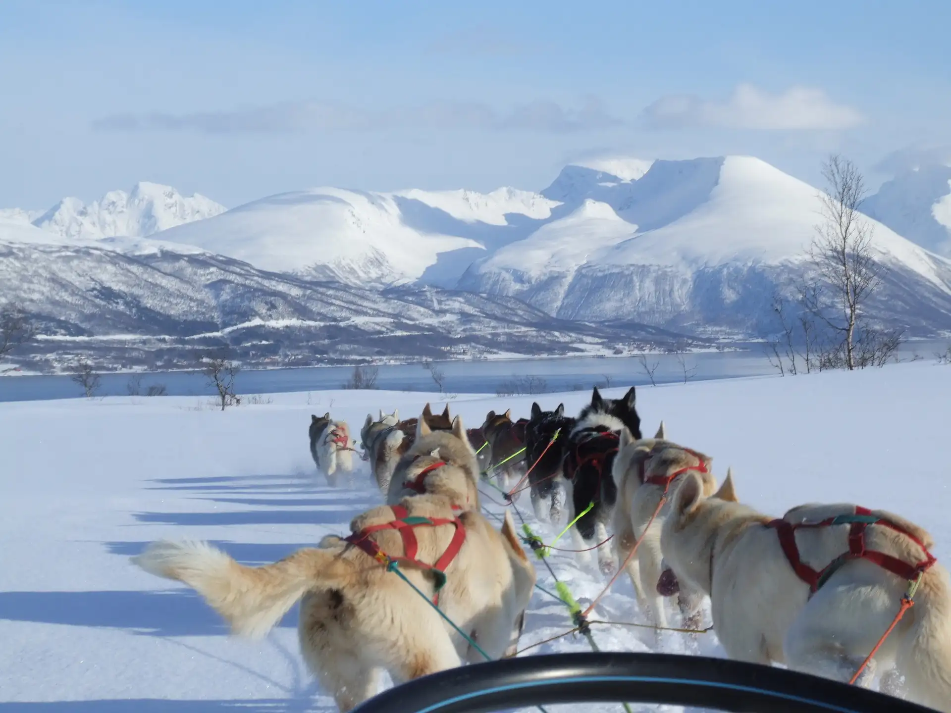 Ein Gespann von Schlittenhunden zieht einen Schlitten durch eine verschneite Landschaft. Im Hintergrund erheben sich majestätische, schneebedeckte Berge vor einem strahlend blauen Himmel.