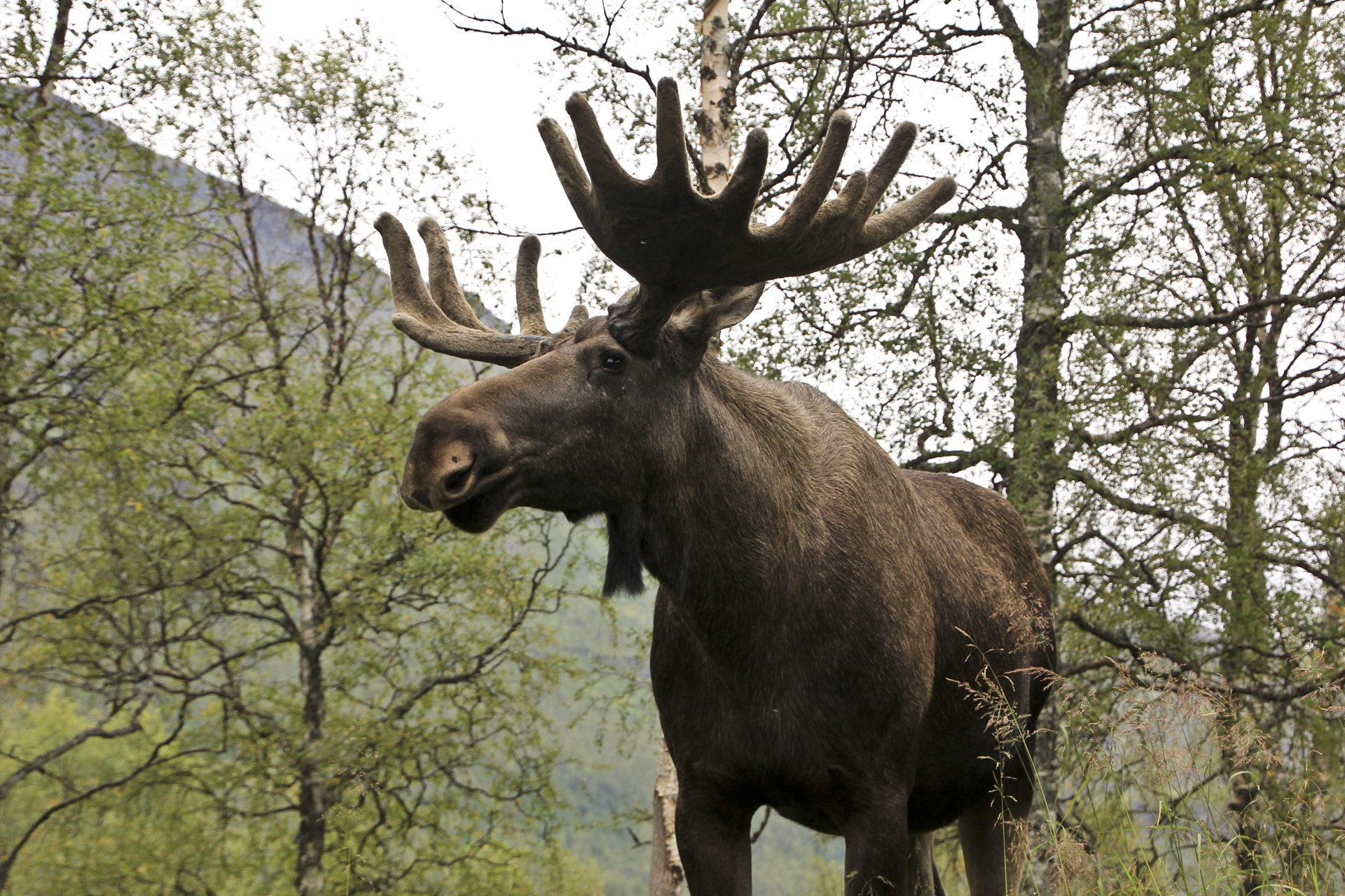 A majestic moose with large antlers stands among tall trees, against a backdrop of a mountain. The scene conveys a sense of wilderness and tranquility.