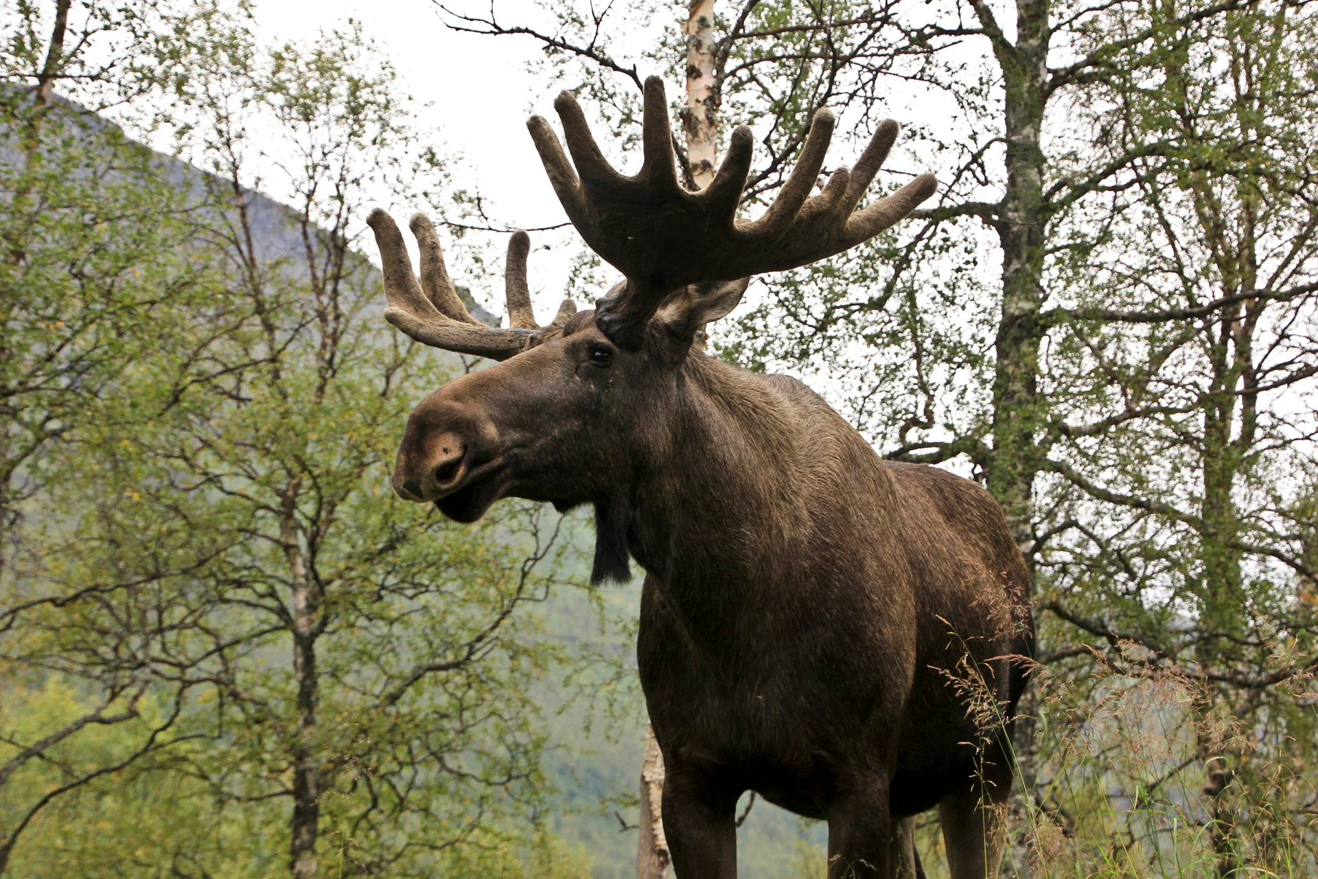 A majestic moose with large antlers stands among tall trees, against a backdrop of a mountain. The scene conveys a sense of wilderness and tranquility.