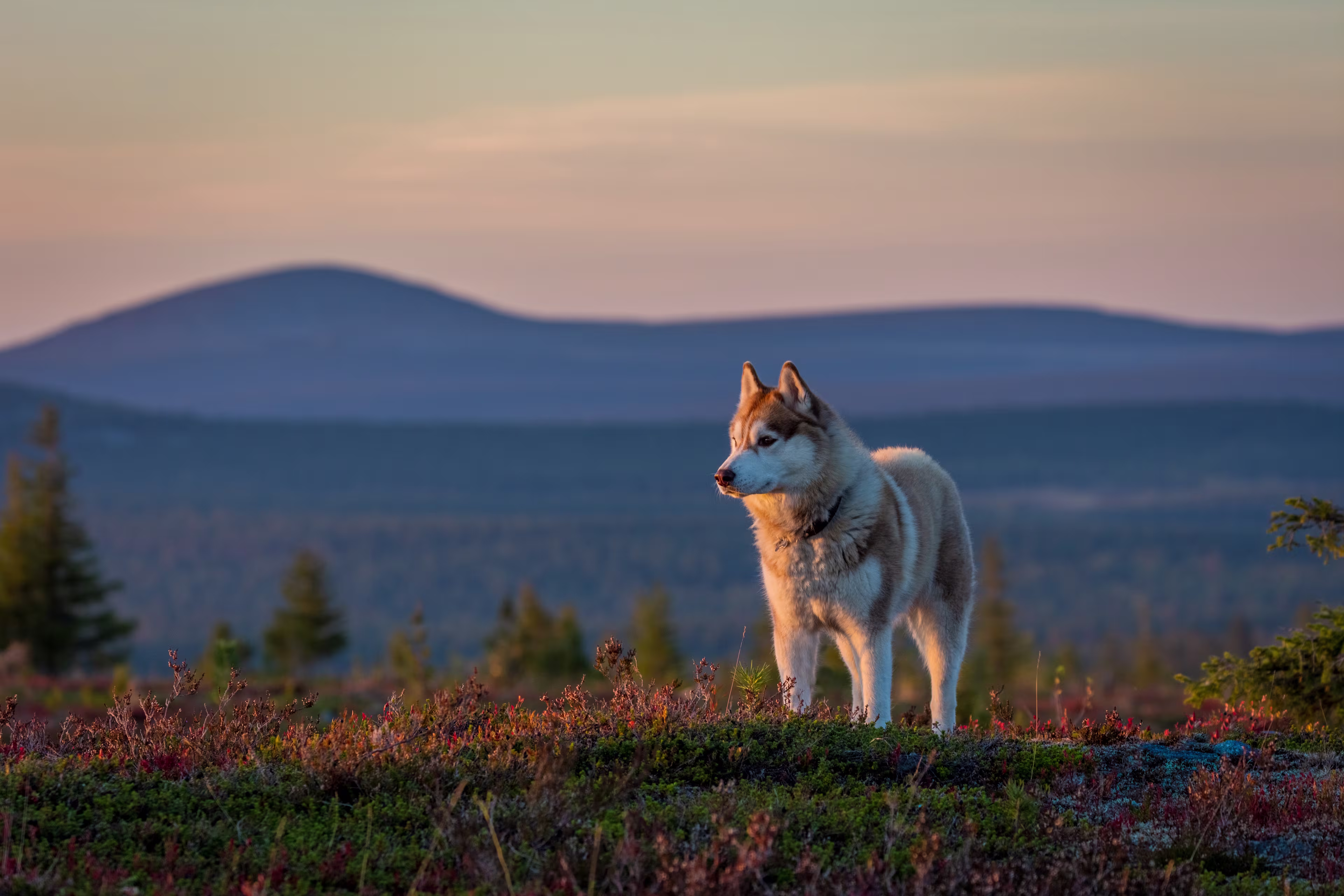 COMP Saariselkä Siberian husky walk shutterstock 1812530515