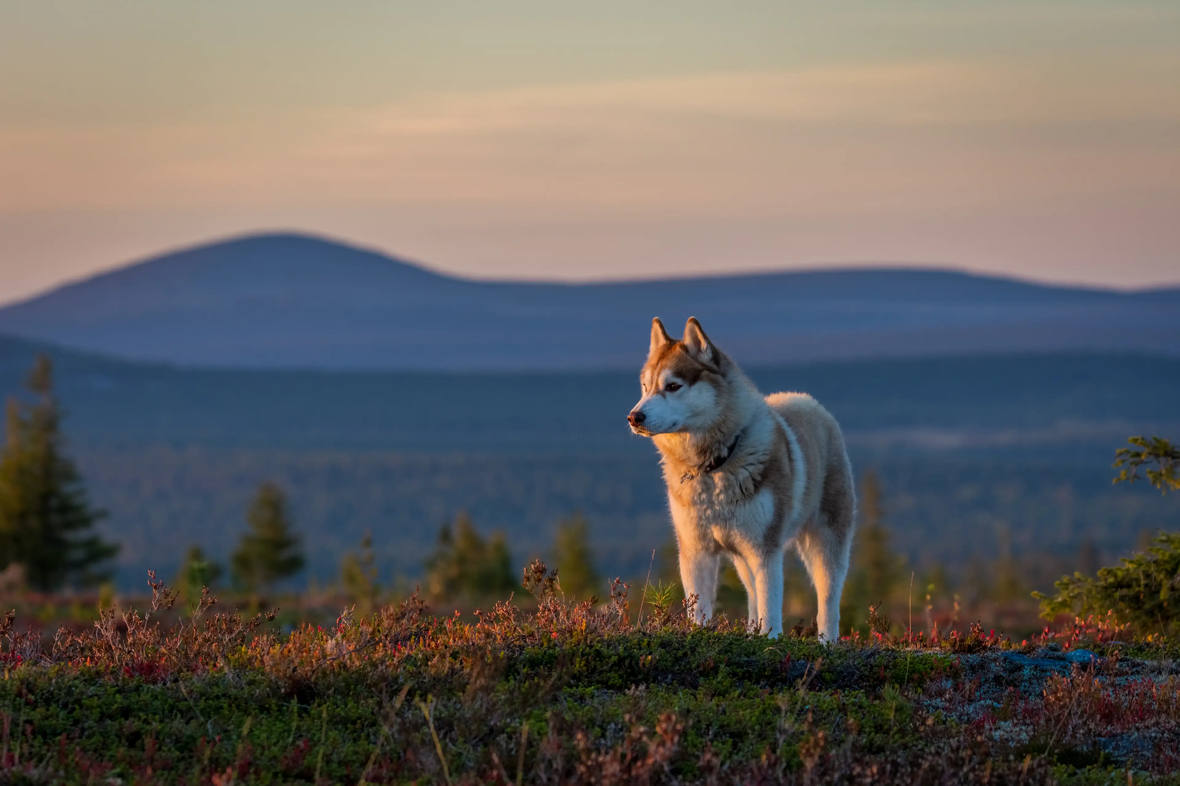 Husky hike