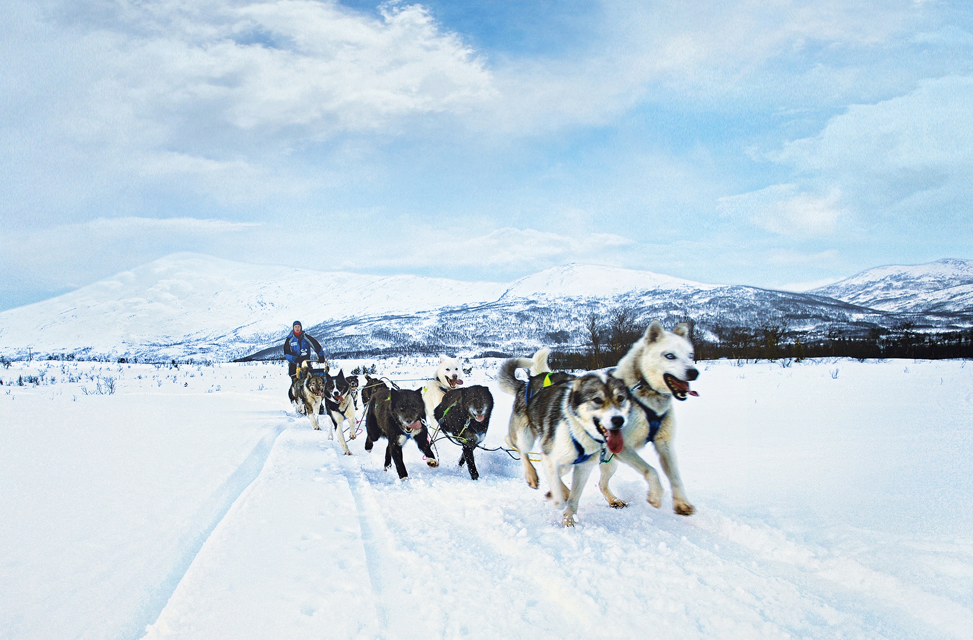 huskies-dog-sledding-Tromso-Norway-HGR-47707