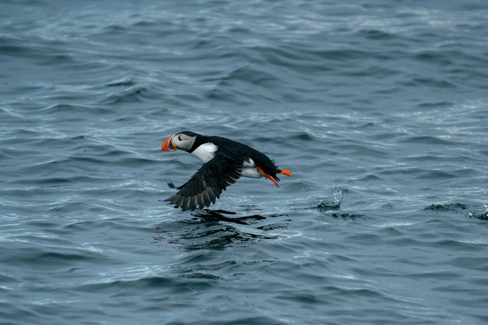 kay-fochtmann-20220715-ocean-puffin-mageroya-bird-safari-norway-otto-sverdrup-troms-og-finnmark-7409594-kayfochtmann-15470514-photo kay fochtmann 1920