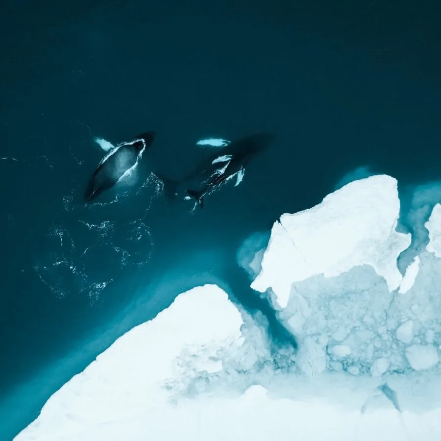 Whales in Greenland