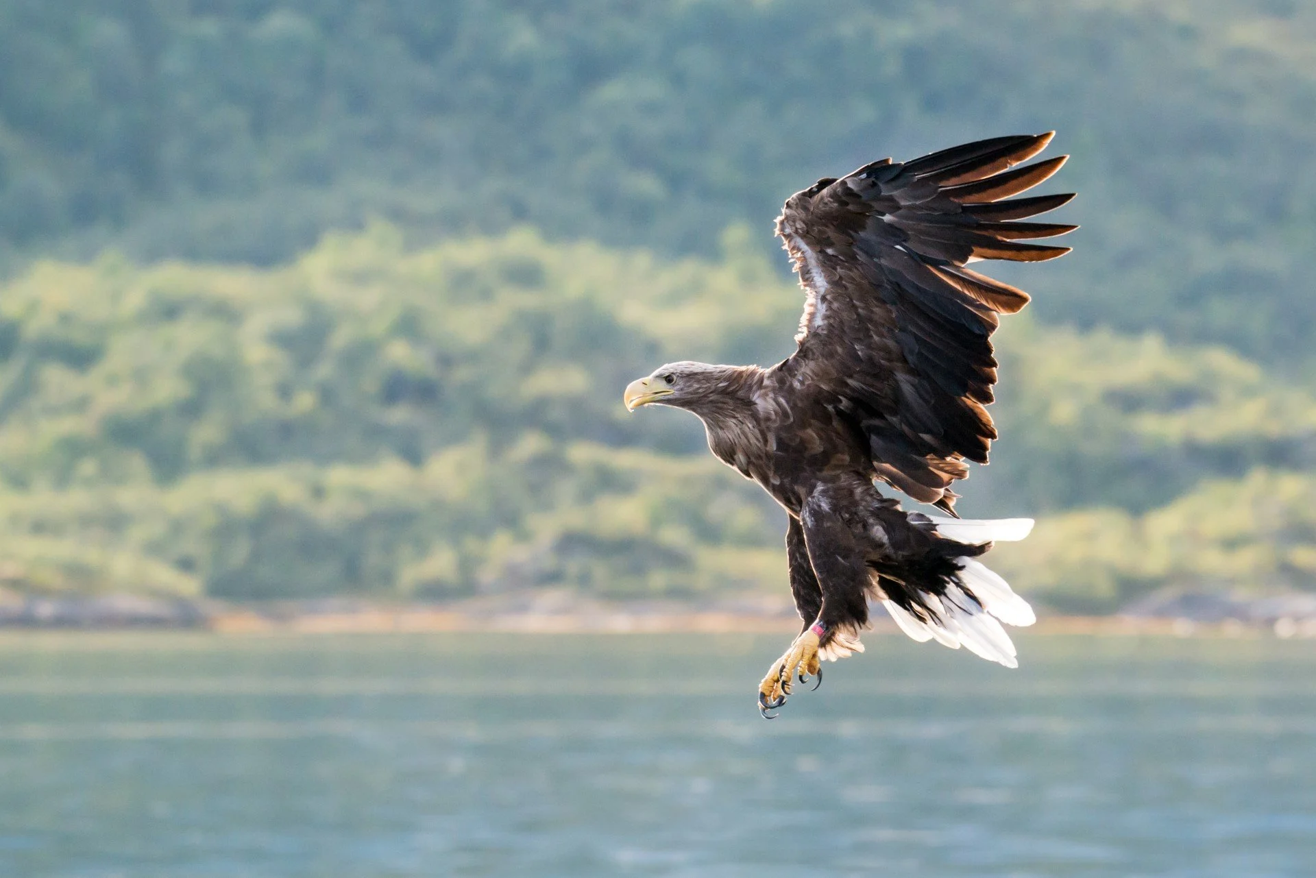 sea-eagle-safari-norway-hgr-108908-photo_photo_competition