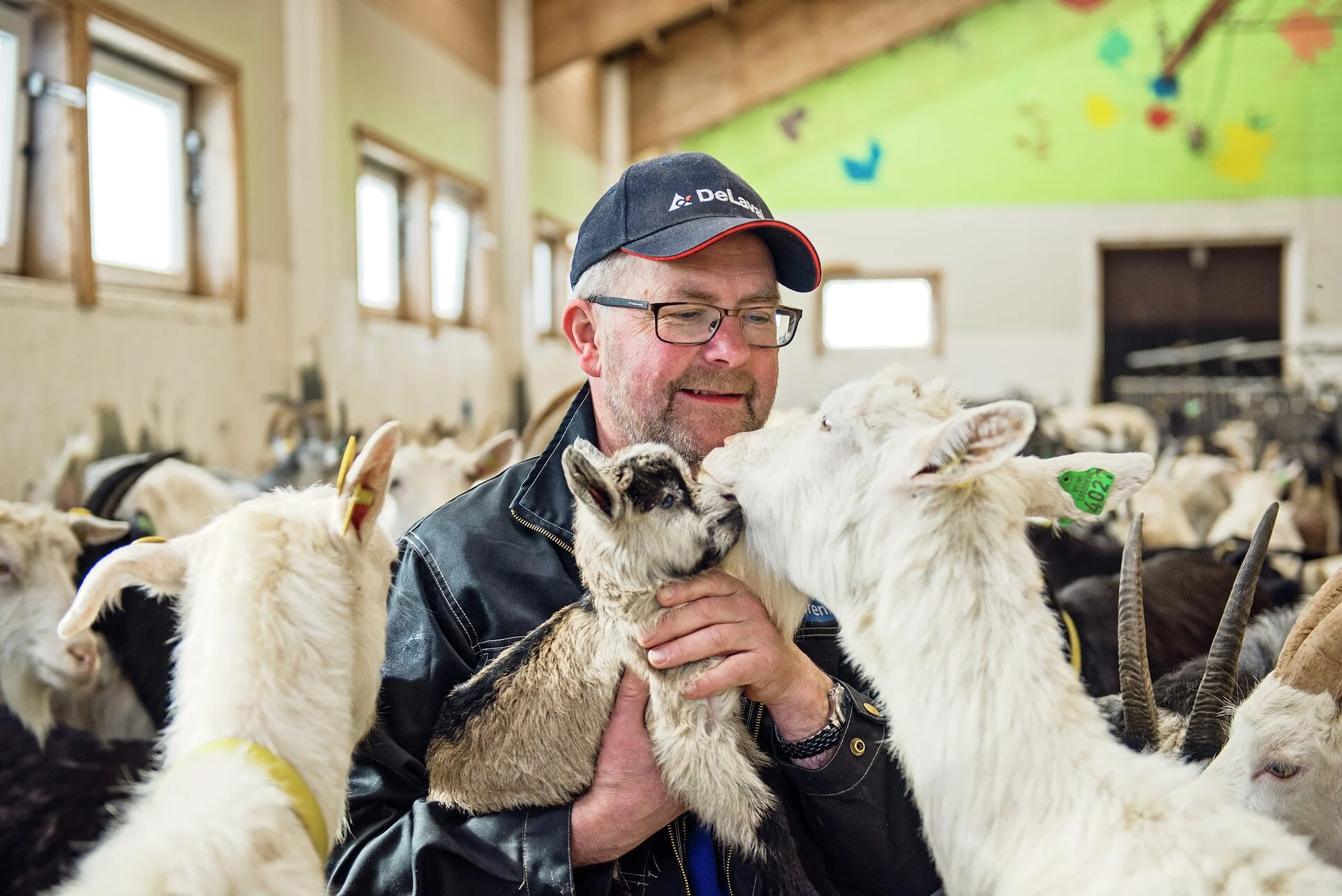 Knut Åland from Aaland Farm stands in the middle of the barn and is surrounded by his goats 