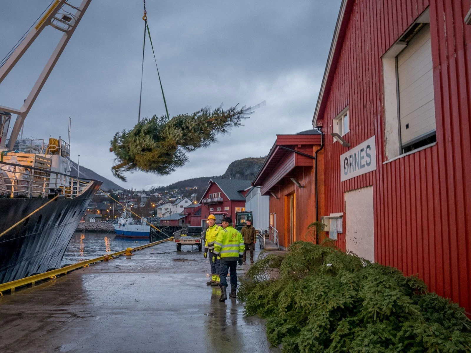 Lots of spruce trees are loaded on board Ørnes