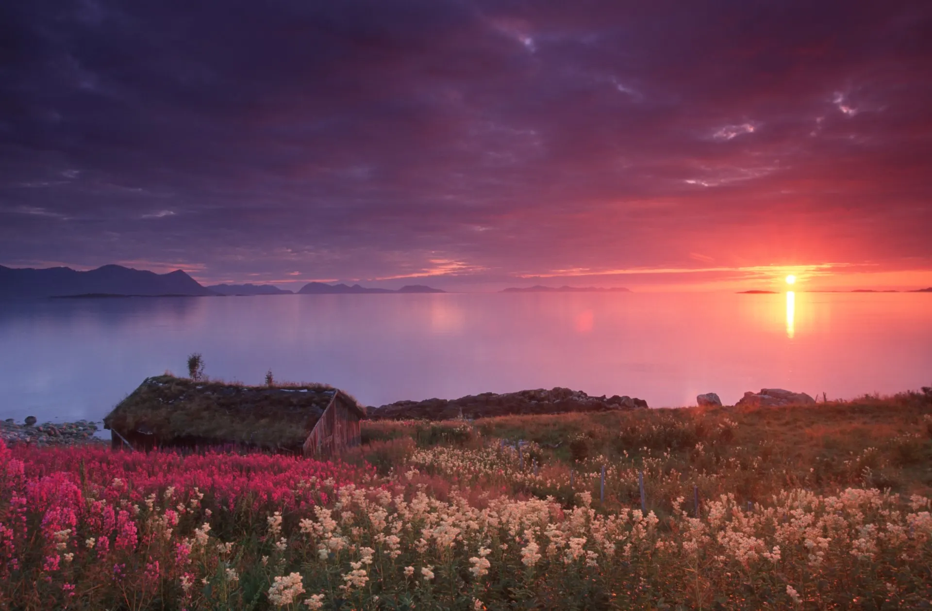 View of a sunset. There are flowers in a field, and in the horizon a red sun lighting up the sky and clouds