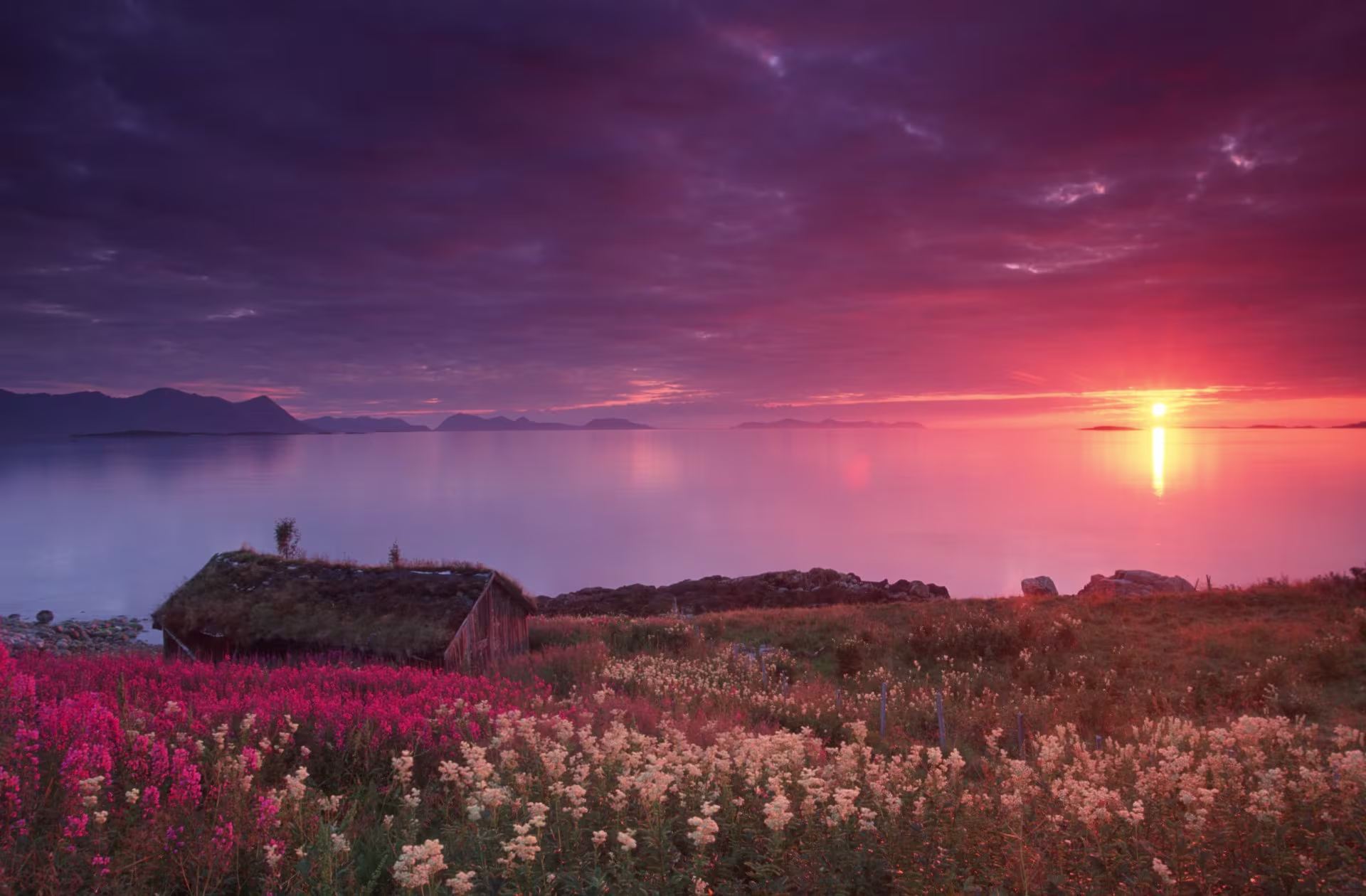 View of a sunset. There are flowers in a field, and in the horizon a red sun lighting up the sky and clouds