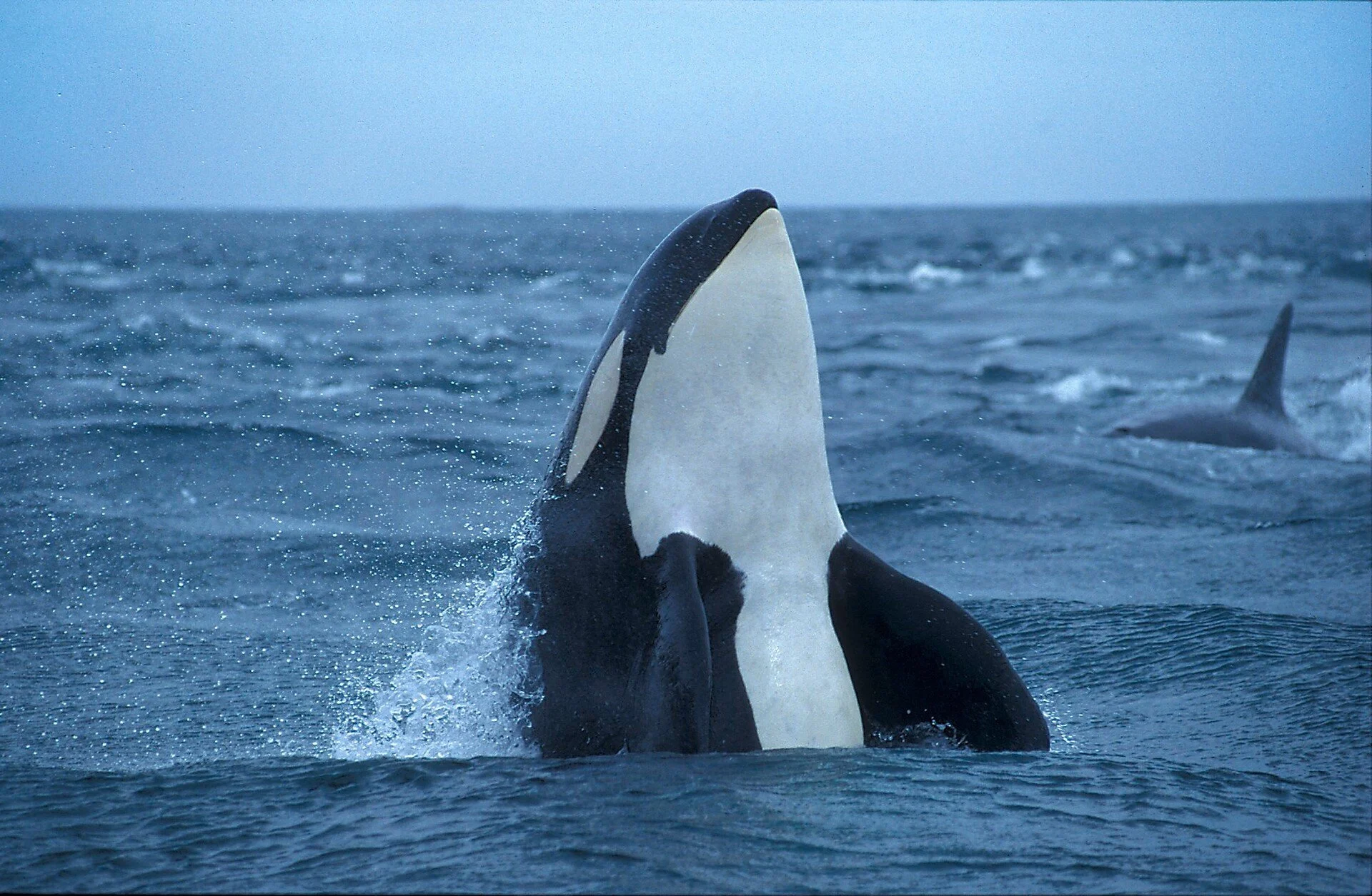 Orca breaches the water, Norway