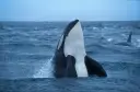 Orca breaches the water, Norway