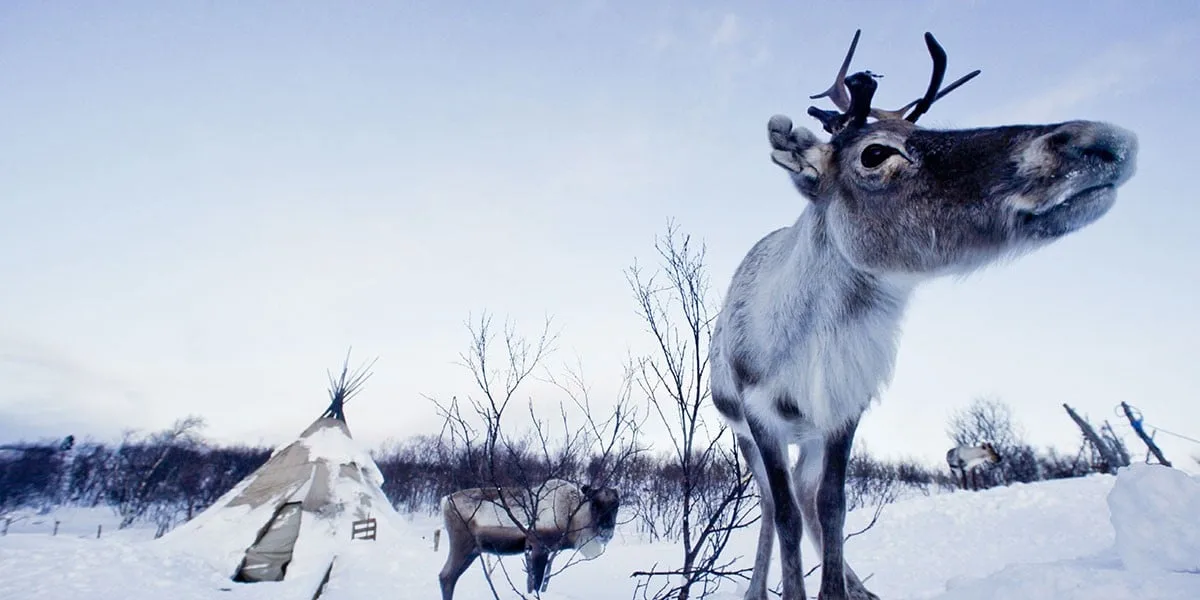 Reindeer in the snow