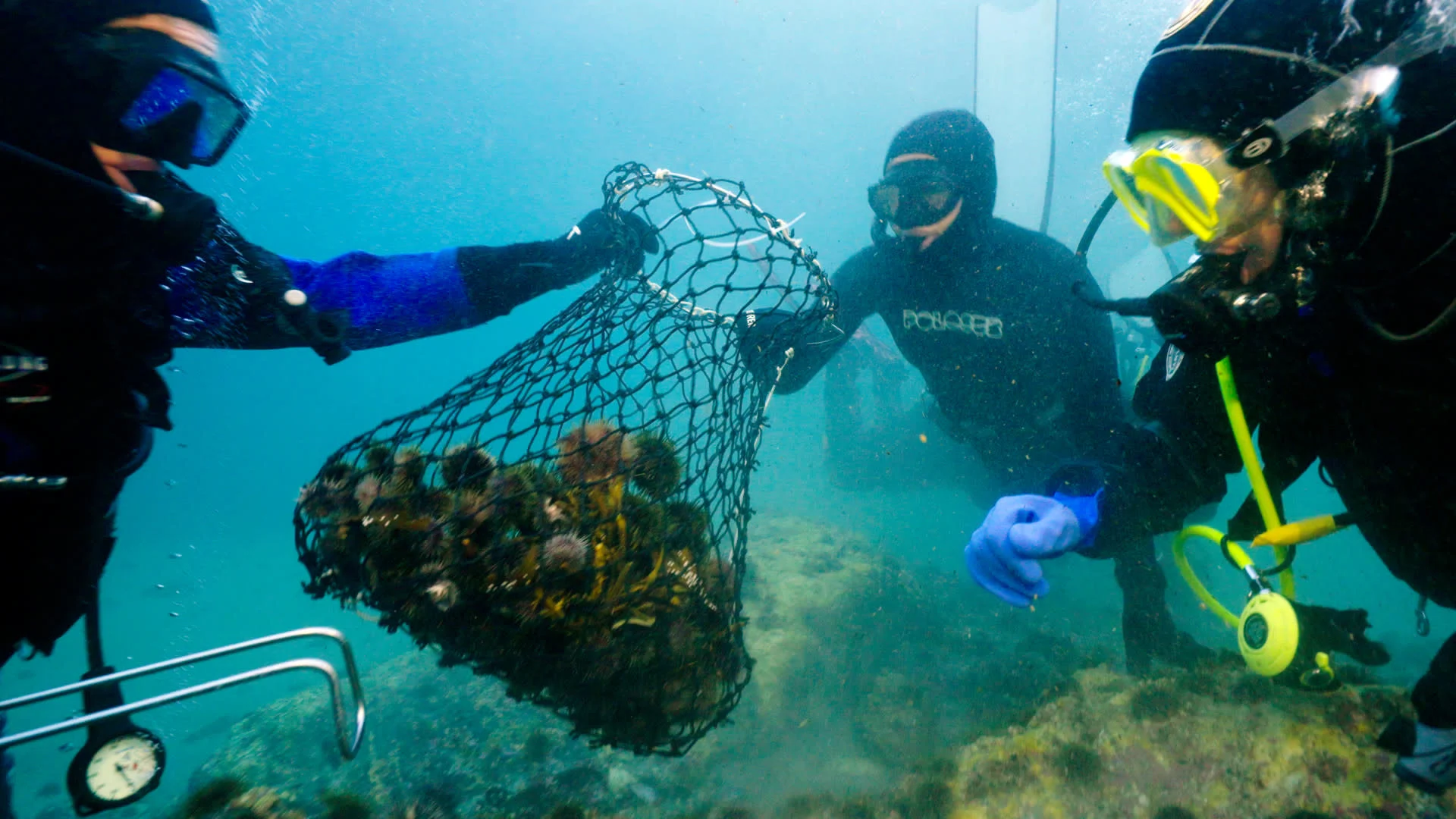 guardians-of-the-kelp