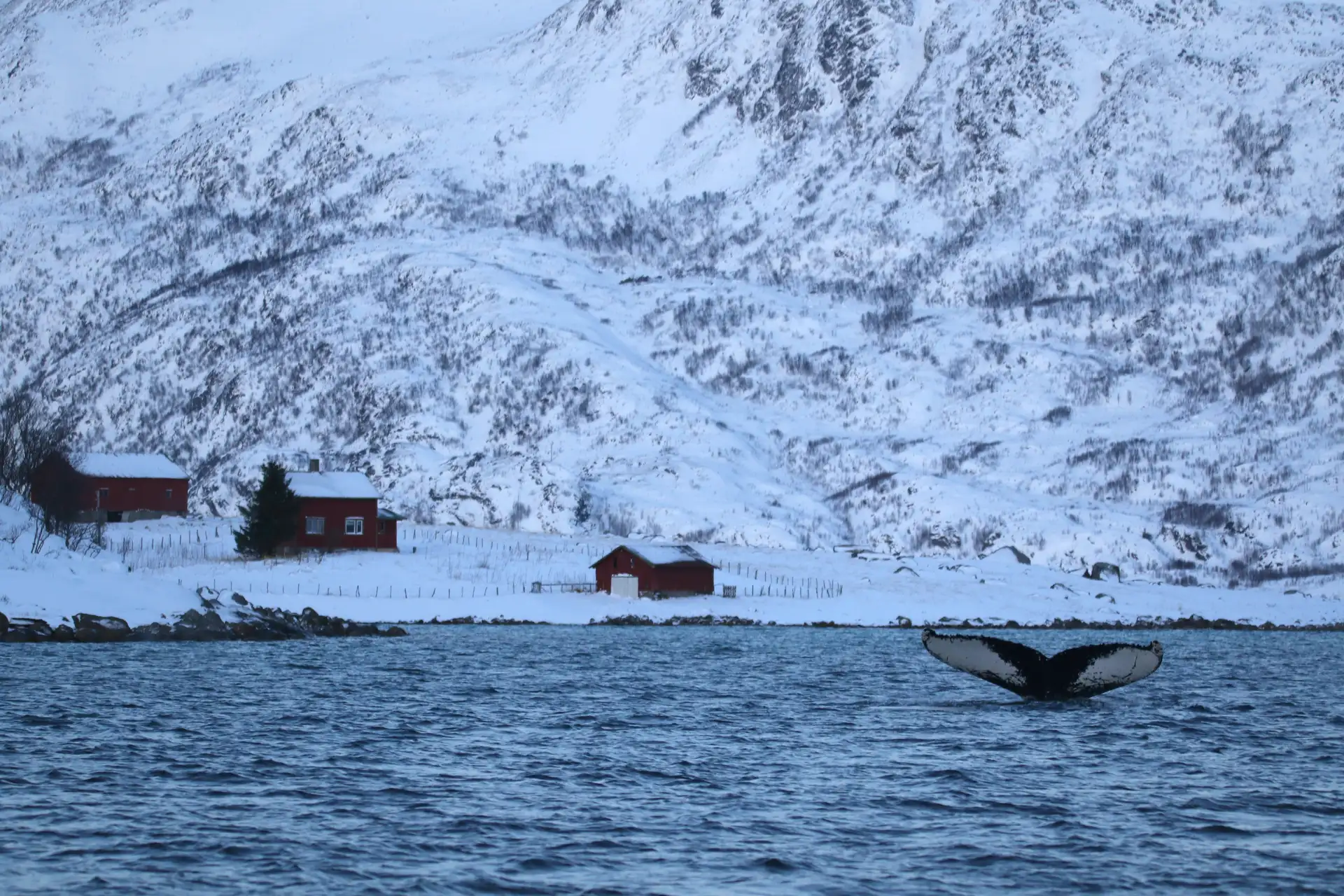 whale-tromso-114289-Christian Schmidt