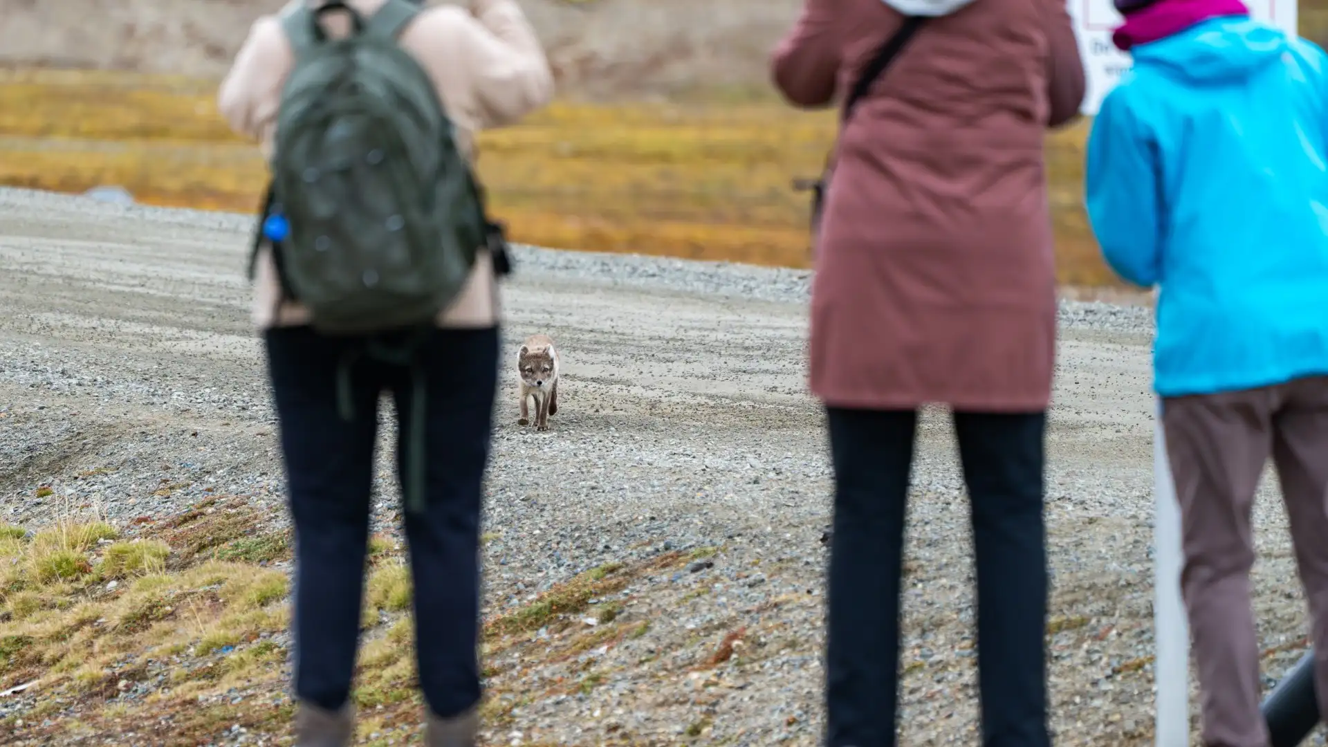 Visitors observing a wild Arctic fox approaching along a gravel path in Ny-Ålesund, Svalbard, Norway