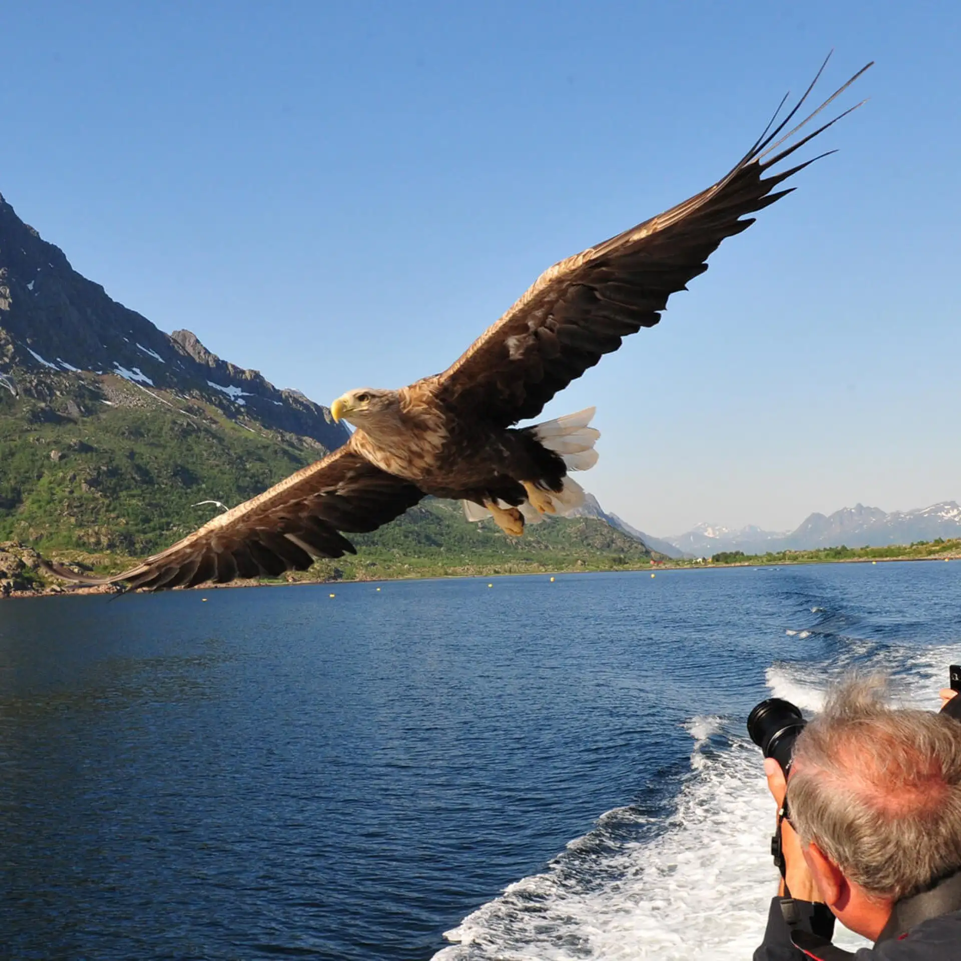 Havørnsafari