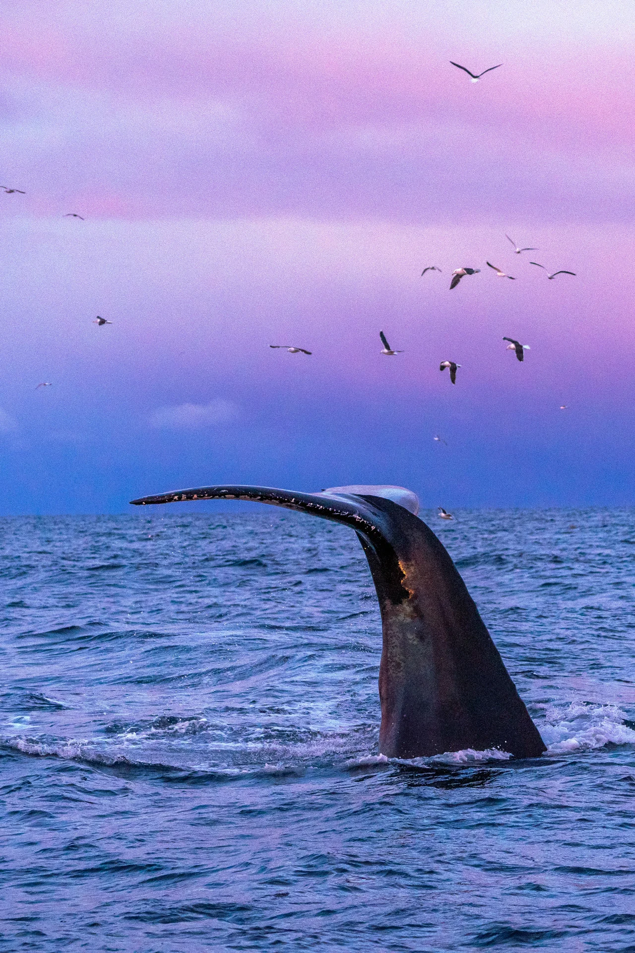 Whale-tale-in-pink- Ismaele-Tortella-Visit-Norway 2x3