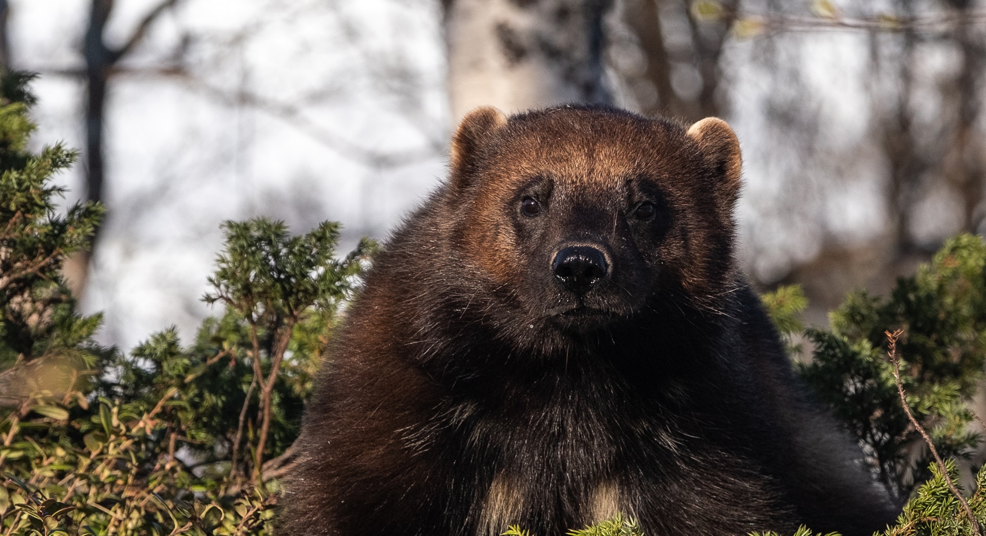 wolverine-forest-polar-park-tommy-simonsen
