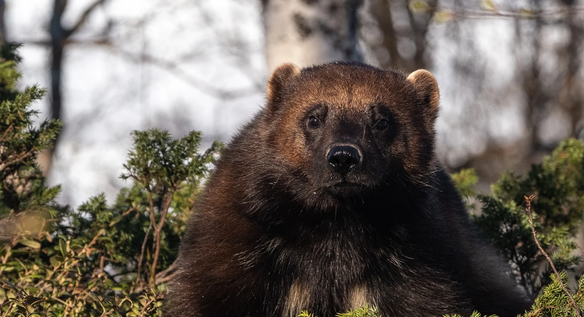 wolverine-forest-polar-park-tommy-simonsen