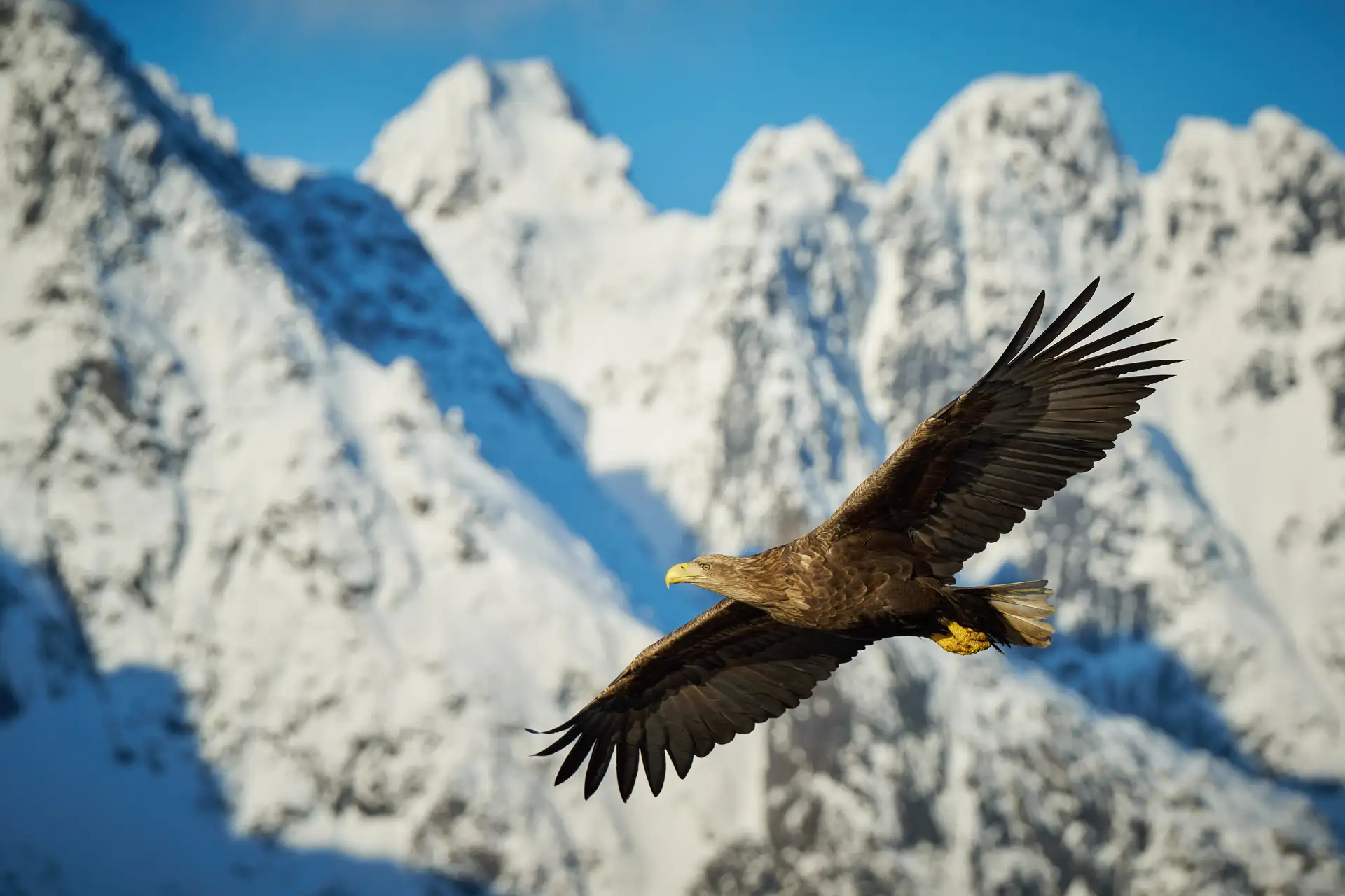 Look out for White-tailed Eagles while sailing along the Norwegian coast