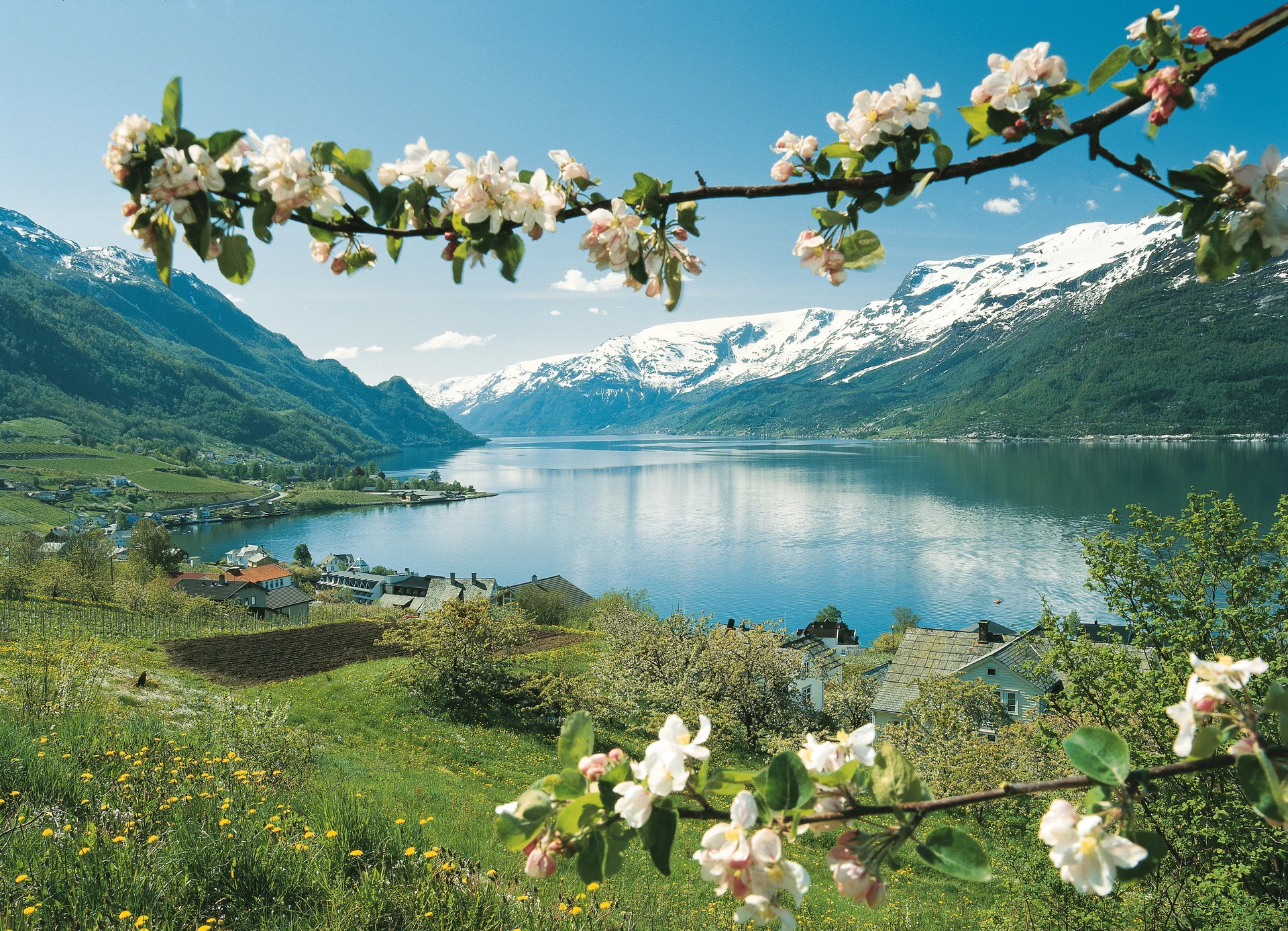 The first of the spring blossom springing up around Lofthus, Norway. Image copyright: Per Eide-VisitNorway