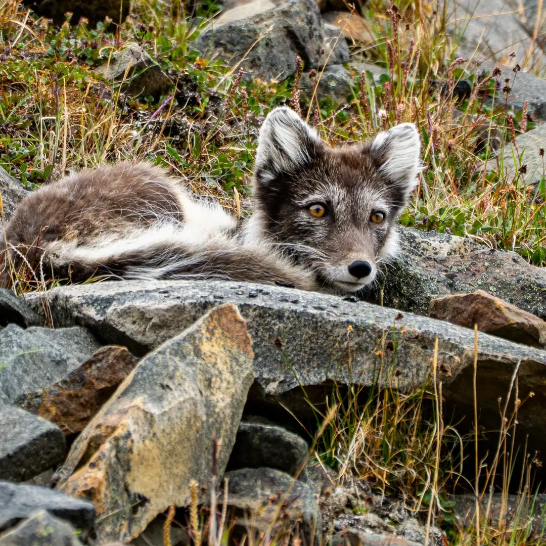 An Arctic fox resting among lichen-covered rocks and Arctic tundra vegetation near Longyearbyen, Svalbard, looking directly at the camera